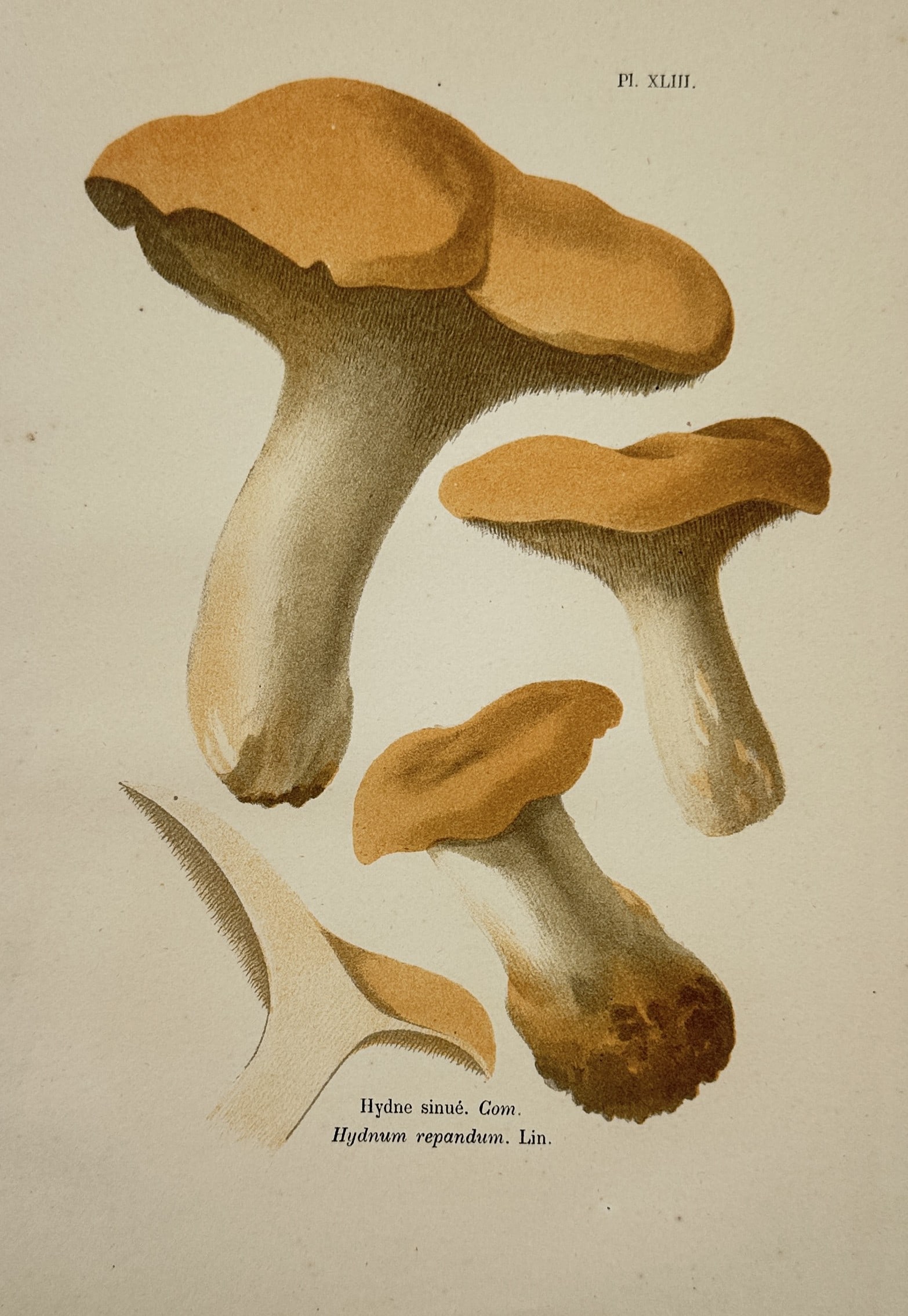 Aimée-Eugénie Delville-Cordier – Study of the Hydne sinué (Hydnum repandum): "Hydne sinué. Com. Hydnum repandum. Lin." This hand-coloured lithograph illustrates several specimens of the mushroom species commonly known as the Wood Hedgehog or Sweet Tooth. The plate captures th