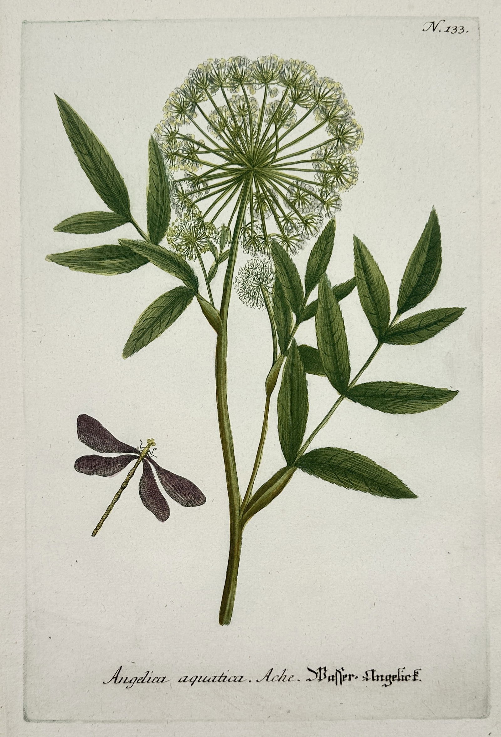 Johann Wilhelm Weinmann (1683–1741) – Study of Water Angelica with Dragonfly: "Angelica aquatica. Ache. Wasser-Angelick." This hand-coloured botanical plate features a detailed study of Water Angelica (Angelica sylvestris or a related aquatic species), showcasing its large, glo