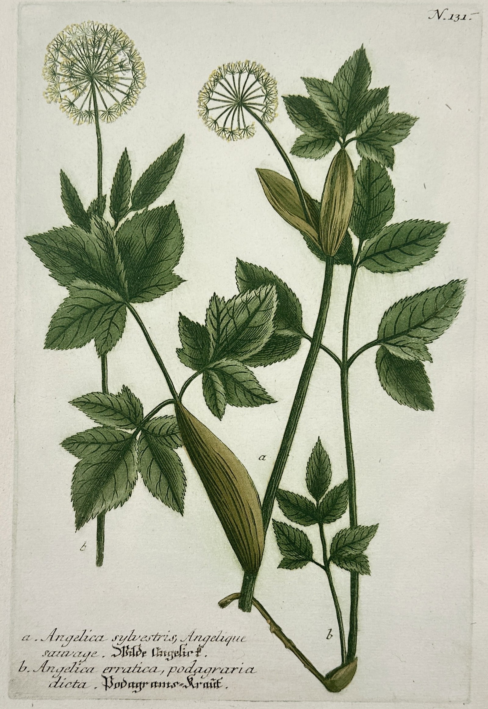 Johann Wilhelm Weinmann (1683–1741) – Study of Wild Angelica and Goutweed: "a. Angelica sylvestris, Angelique sauvage. b. Angelica erratica, podagraria dicta, Podagrams-Kraut." This hand-coloured botanical plate features a detailed comparison of two members of the Apiaceae (