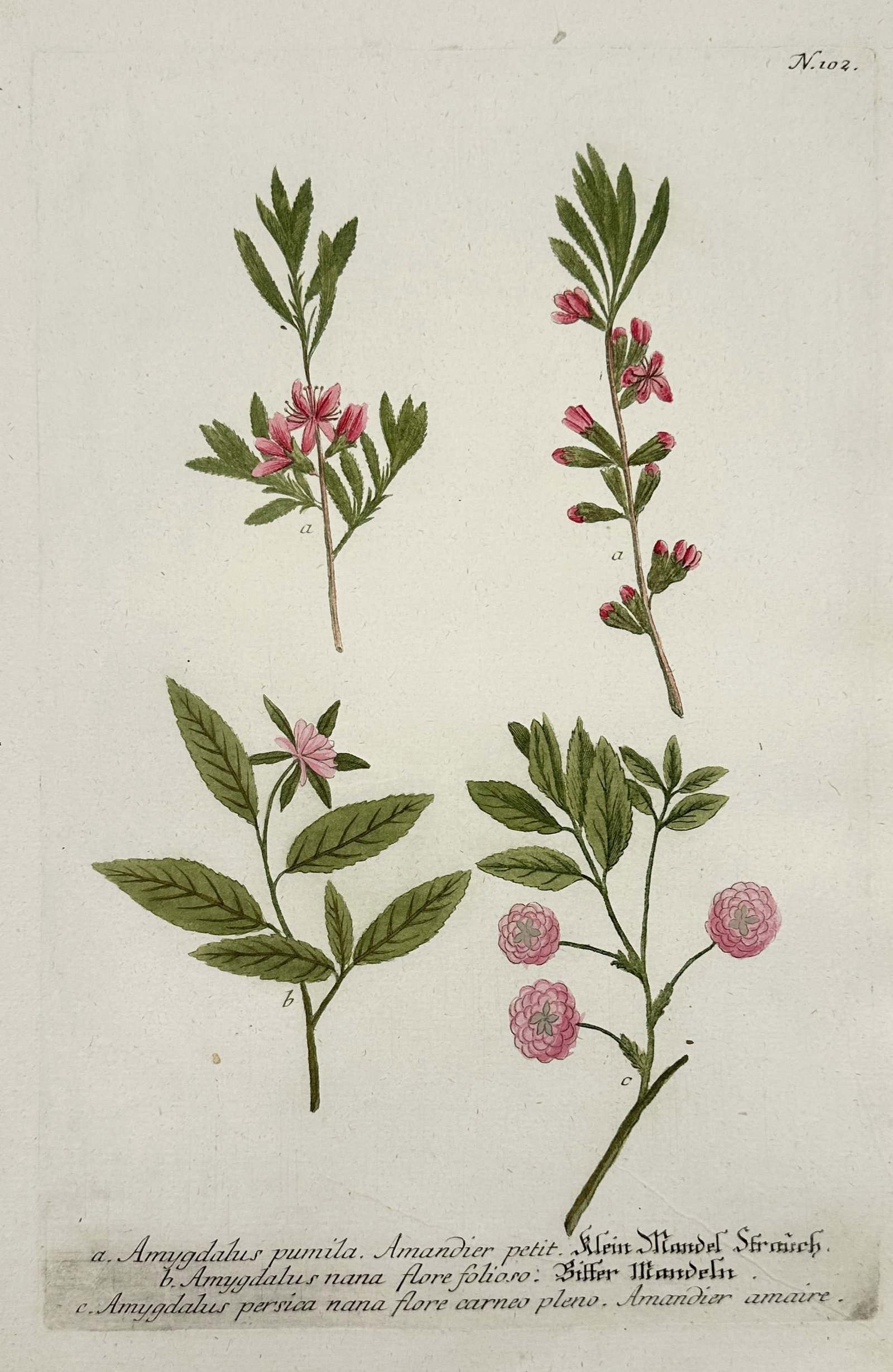 Johann Wilhelm Weinmann (1683–1741) – Study of Dwarf Almond and Peach Varieties: "a. Amygdalus pumila, Amandier petit. b. Amygdalus nana flore folioso. c. Amygdalus persica nana flore carneo pleno." This hand-coloured botanical plate presents a comparative study of dwarf flowering