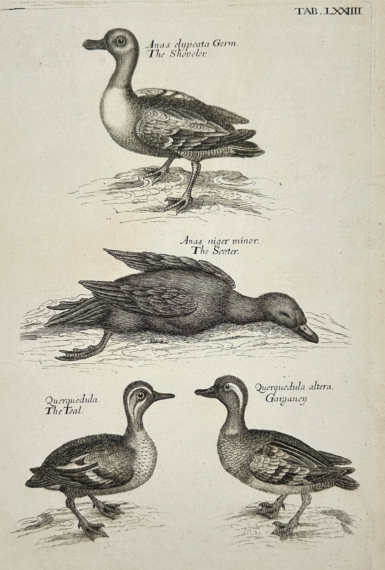 Francis Willughby (1635–1672) – Study of Waterfowl: Shoveler, Scoter, Teal, and Garganey: "TAB. LXXIII. Anas clypeata Germ. The Shoveler. Anas niger minor. The Scoter. Querquedula. The Teal. Querquedula altera. Garganey." This copperplate engraving provides a comparative study of four Euro
