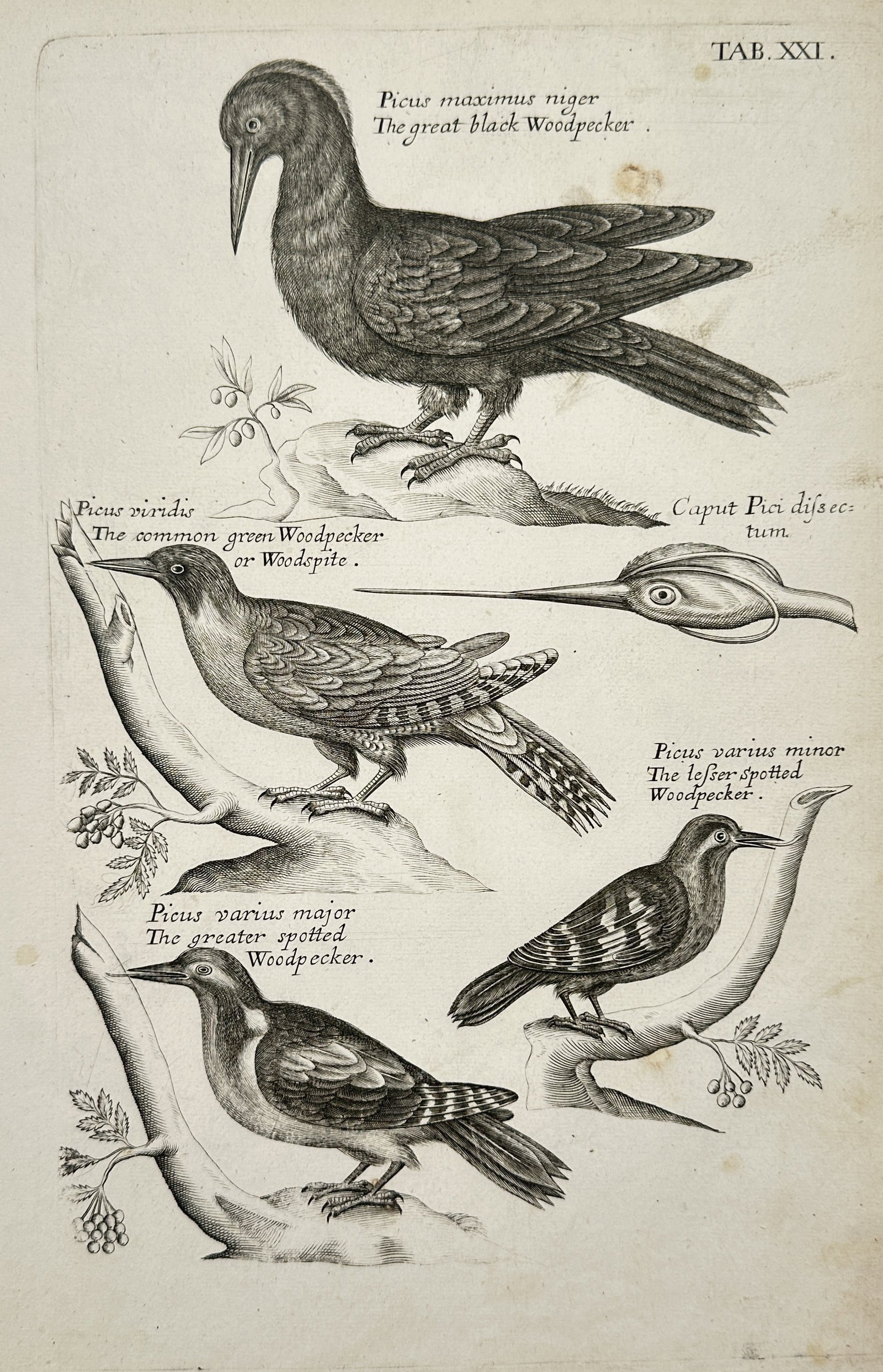 Francis Willughby (1635–1672) – Study of Woodpeckers and Anatomical Dissection of the Head: "Picus maximus niger The great black Woodpecker. Picus viridis The common green Woodpecker or Woodspite. Caput Pici dissectum. Picus varius minor The lesser spotted Woodpecker. Picus varius major The