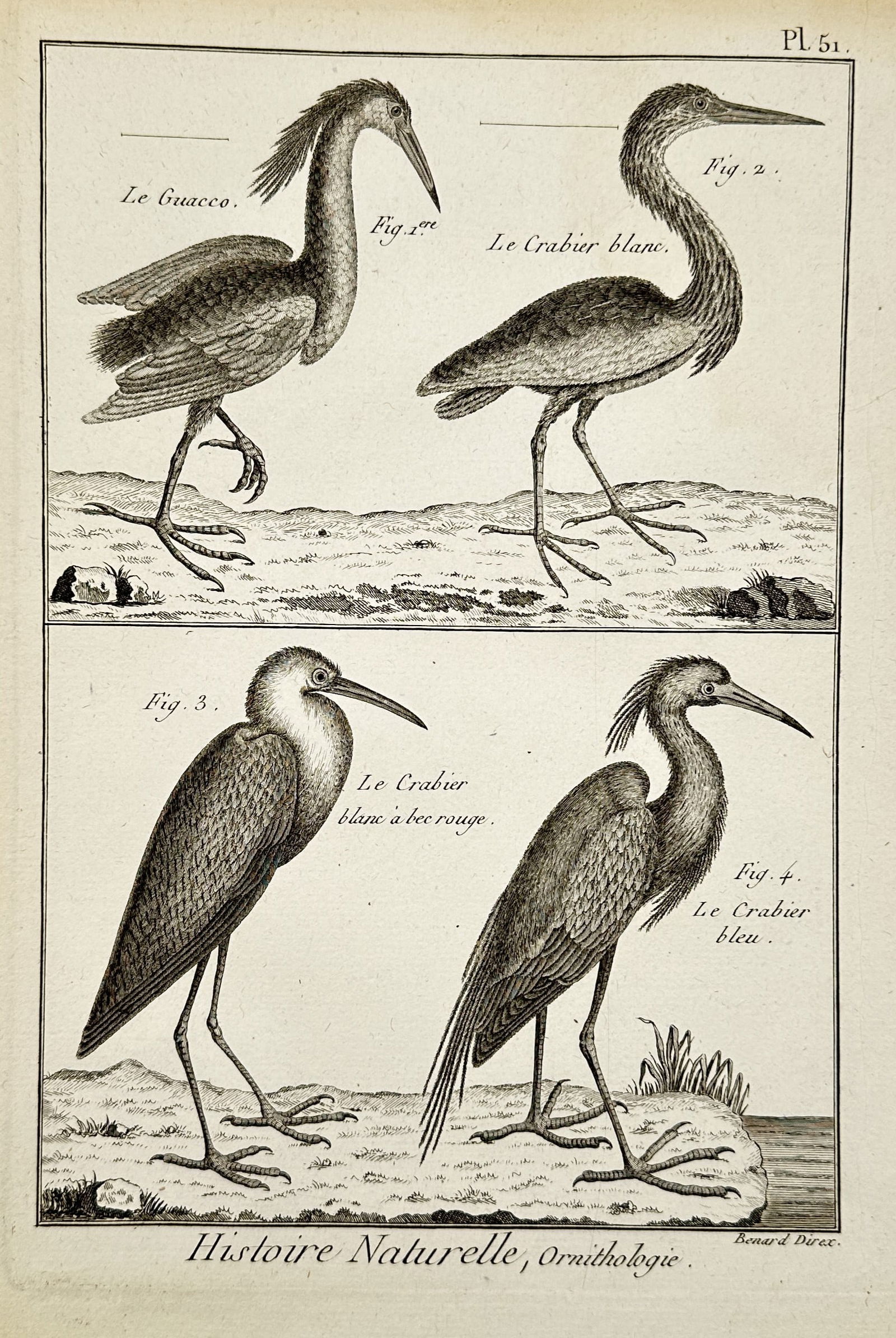 Robert Benard (1734–1777) – Natural History: Ornithological Studies of Herons and Bitterns –: "Histoire Naturelle, Ornithologie". This scientific engraving displays four species of long-legged wading birds in various naturalistic standing poses. The work accurately depicts the distinct plumage