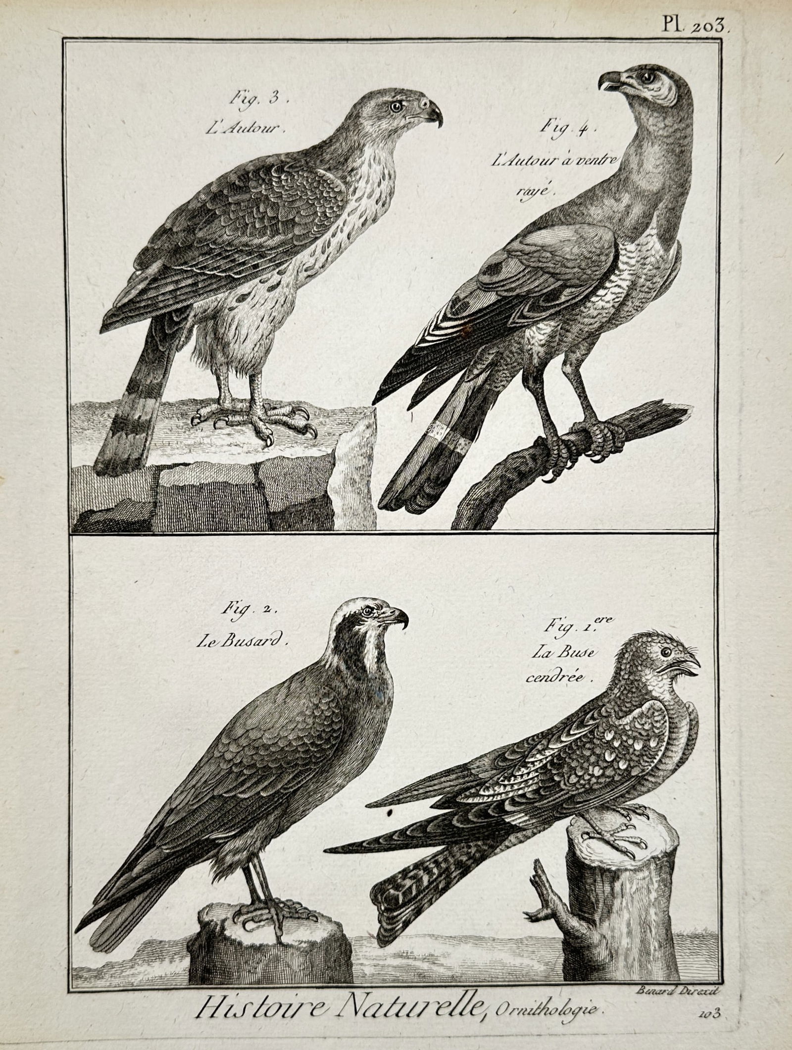 Robert Benard (1734–1777) – Natural History: Ornithological Studies of Hawks and Buzzards: "Histoire Naturelle, Ornithologie". This scientific engraving depicts four species of birds of prey, capturing the distinct plumage and predatory profiles of raptors. The plate specifically identifies
