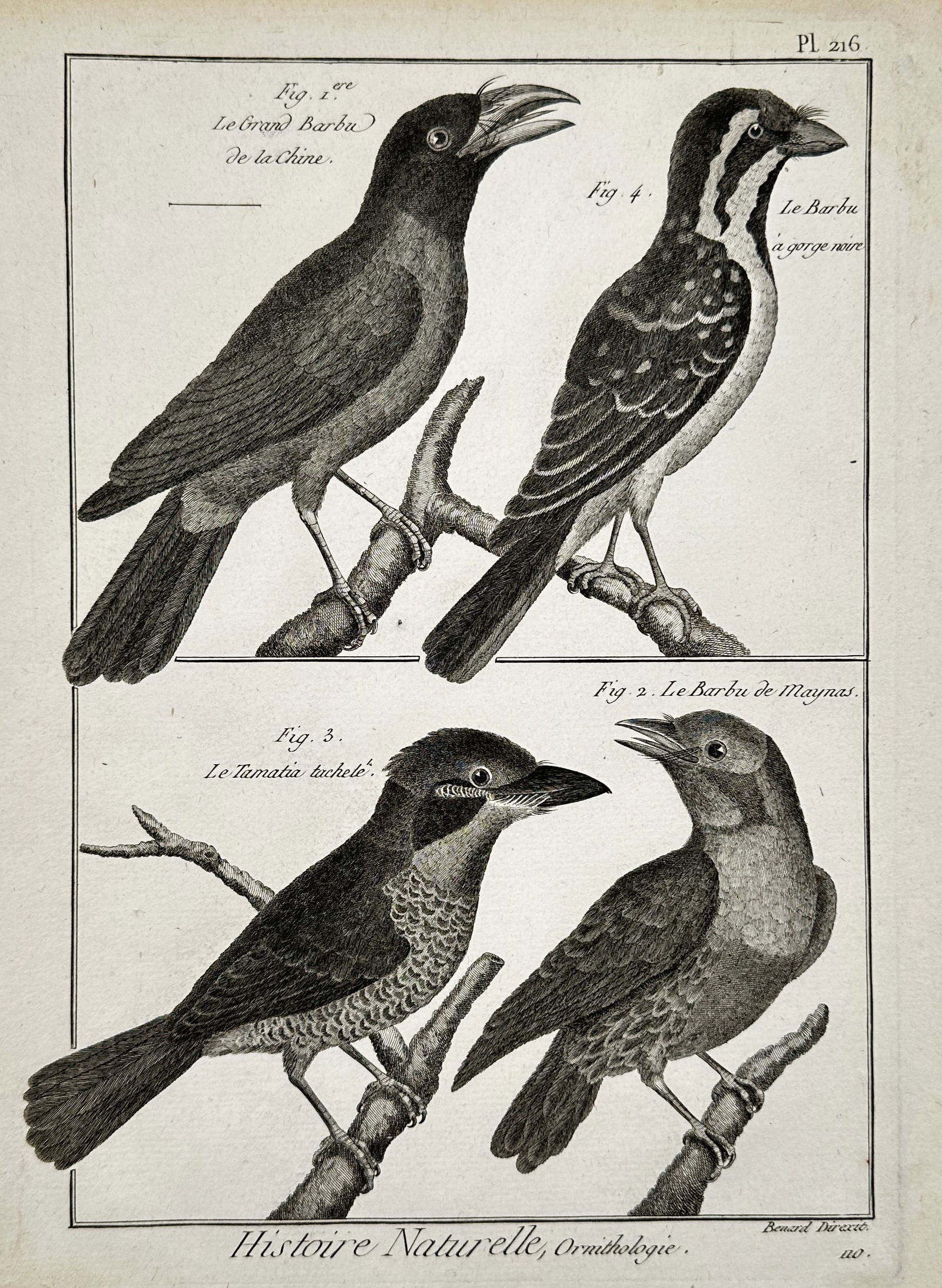 Robert Benard (1734–1777) – Natural History: Ornithological Studies of Barbets and Puffbirds: "Histoire Naturelle, Ornithologie". This scientific engraving features four distinct species of birds perching on branches, meticulously rendered to show plumage patterns and beak structures. The plat