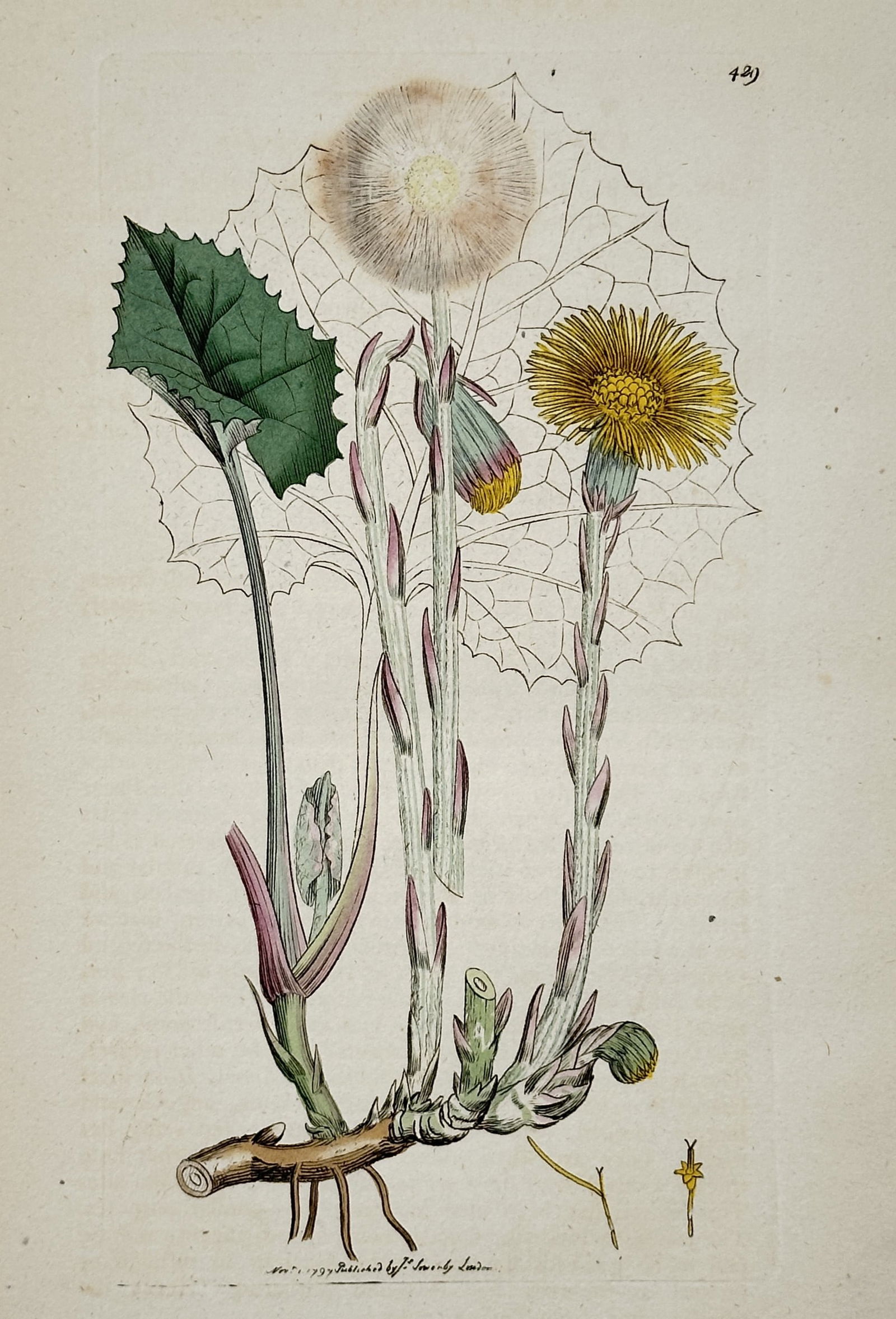 James Sowerby (1757–1822) – Botanical Study of Coltsfoot (Tussilago farfara) – Hand-coloured: "Tussilago farfara". This botanical illustration captures the life cycle of the Coltsfoot plant, showing its distinctive yellow composite flower, the developing seed head or pappus, and the broad, hea