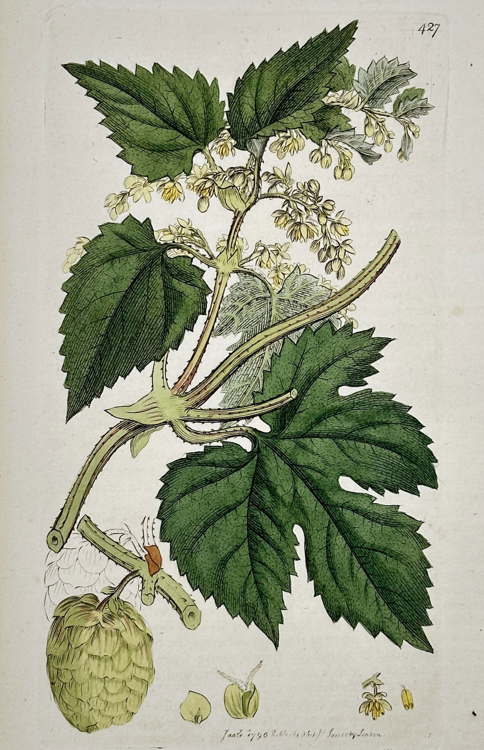 James Sowerby (1757–1822) – Botanical Study of Common Hop (Humulus lupulus) – Hand-coloured: "Humulus lupulus". This botanical illustration depicts a flowering branch of the Common Hop, featuring its characteristic lobed, serrated leaves and delicate clusters of pale yellow flowers. The compo