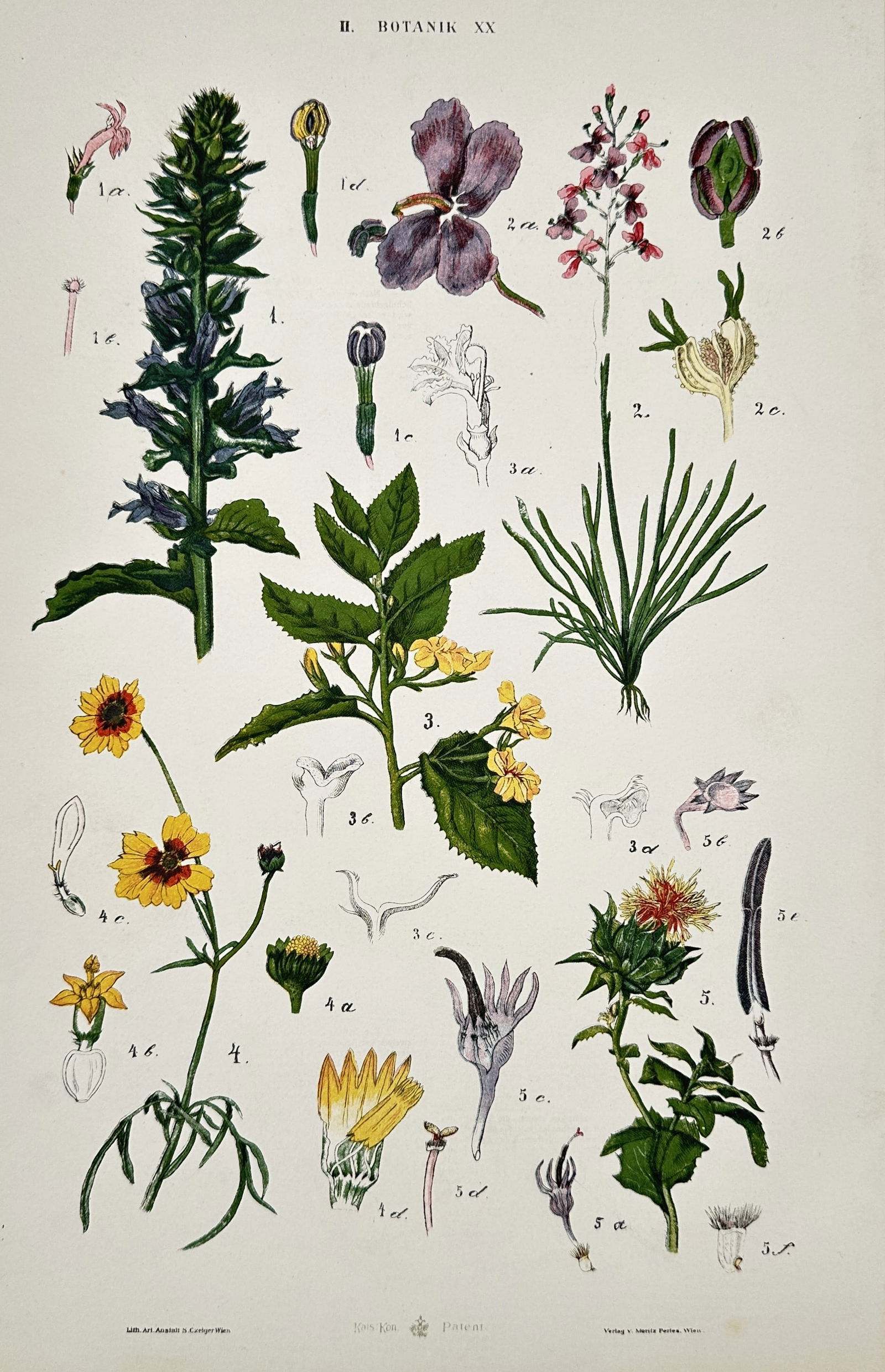 Gustav von Hayek (1836–1911) – Botanical Study of Flowering Plants – Chromolithograph: "Botanik XX". This botanical study illustrates various flowering plant species with a focus on their morphological characteristics and reproductive organs. The plate features a vertical spike of purpl