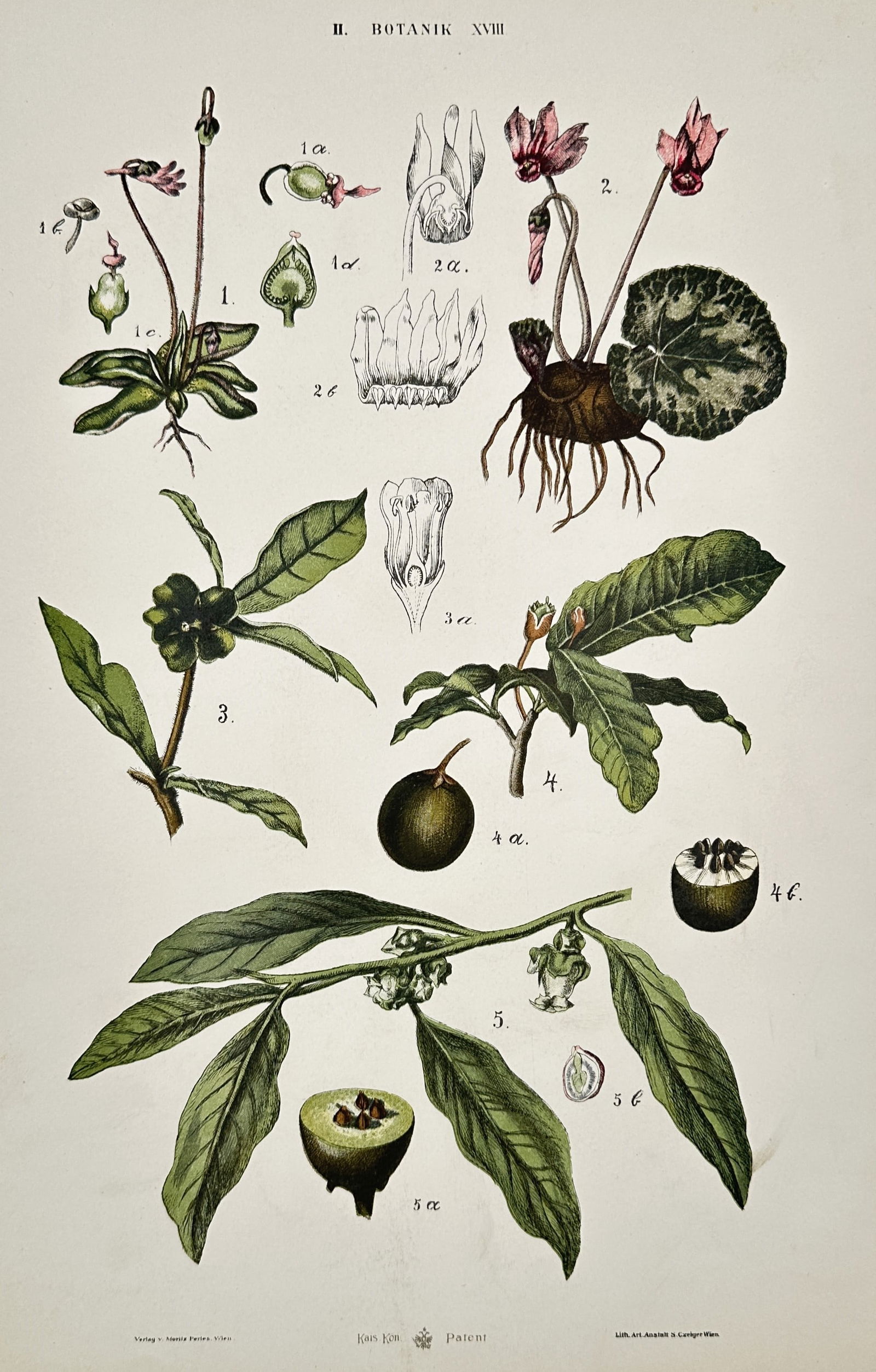 Gustav von Hayek (1836–1911) – Botanical Study of Cyclamen and Woody Plants – Chromolithograph: "Botanik XVIII". This work illustrates several distinct plant species, beginning with a detailed study of a Cyclamen, showing its characteristic marbled leaves, nodding pink flowers, and underground t