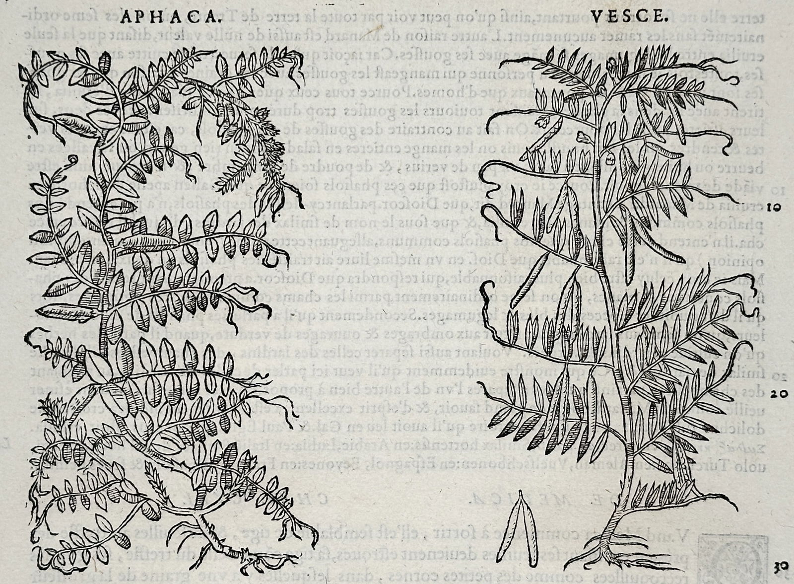 Pietro Andrea Mattioli (1501–1577) – Botanical Study of Vetch (Aphaca and Vesce) – Woodcut: "APHACA. VESCE." This sixteenth-century botanical woodcut illustrates two species of vetch, a genus of legumes used in both medicine and agriculture during the Renaissance. The plate features highly d