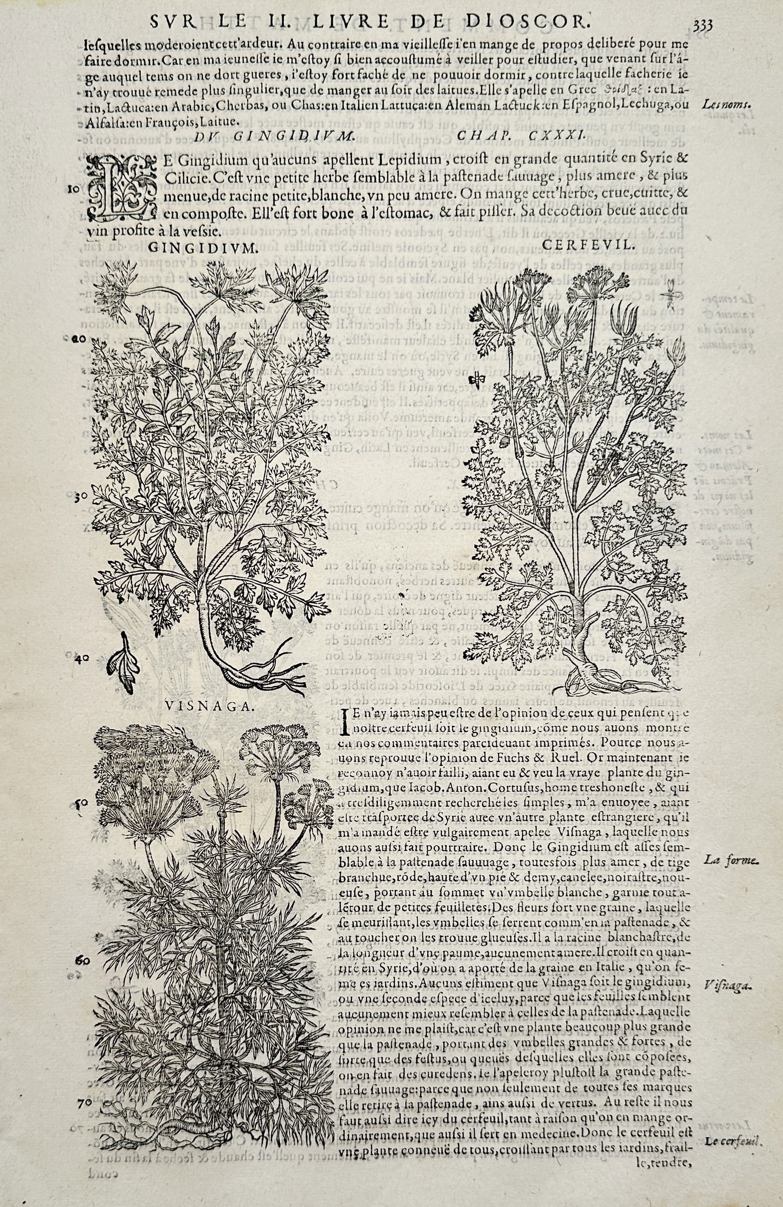 Pietro Andrea Mattioli (1501–1577) – Botanical Study of Gingidium, Chervil, and Visnaga –: "Gingidium. Cerfeuil. Visnaga." This woodcut illustrates three aromatic and medicinal plants from the umbellifer family. The top left section depicts gingidium, the top right shows chervil, and the bo