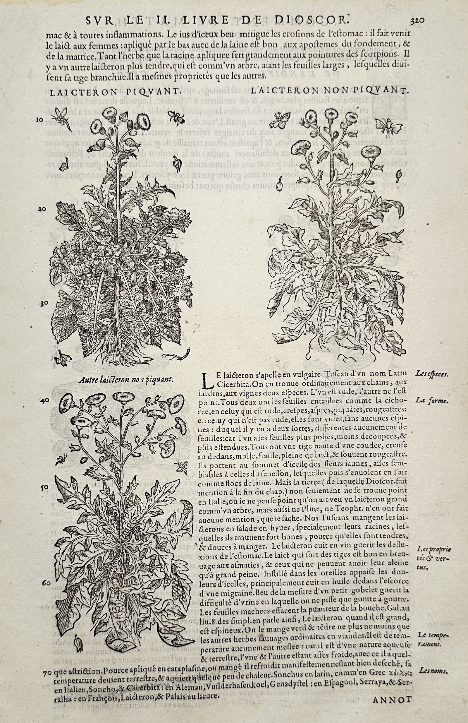 Pietro Andrea Mattioli (1501–1577) – Botanical Study of Sow Thistle (Laicteron) – Woodcut: "Laicteron Piqvant. Laicteron Non Piqvant." This woodcut features three detailed botanical illustrations of sow thistle species. The top left depicts the prickly variety, the top right shows a smooth