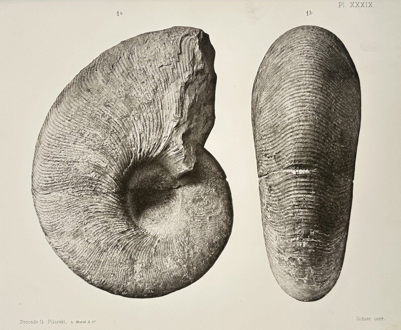 Albert de Grossouvre (1849–1932) – Study of an Ammonite Fossil – Lithograph (1894): "Pl. XXXIX". This lithograph presents two scientific views of a fossilized ammonite shell. The illustration on the left provides a lateral perspective showing the planispiral coiling and the intricate