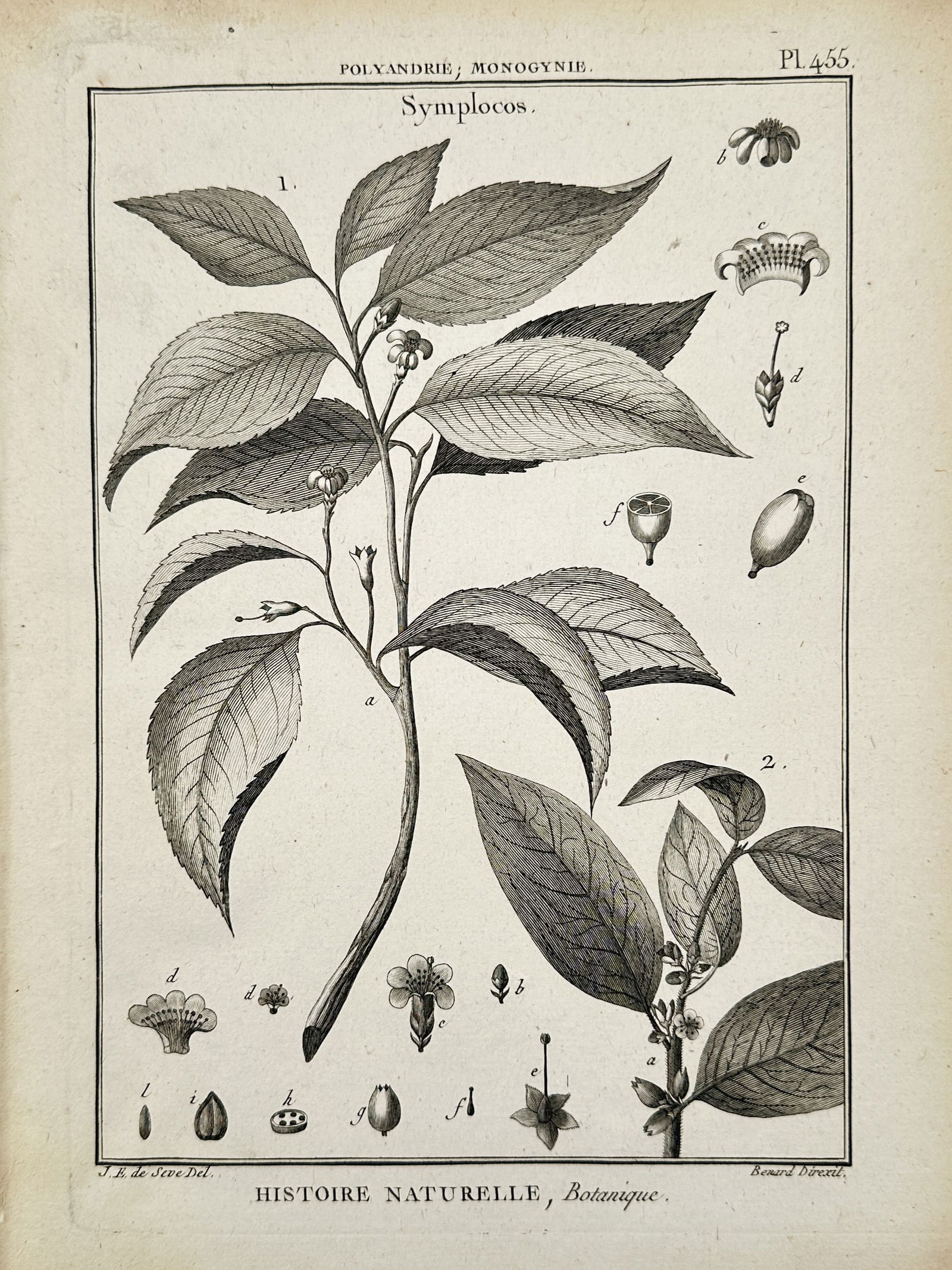 Jacques-Christophe de Sève (1735–1795) – Botanical Study of Symplocos – Engraving (1791): "Symplocos." This eighteenth-century engraving provides a scientific illustration of the Symplocos genus, often known as sweetleaf. The composition features two primary botanical specimens showing dif