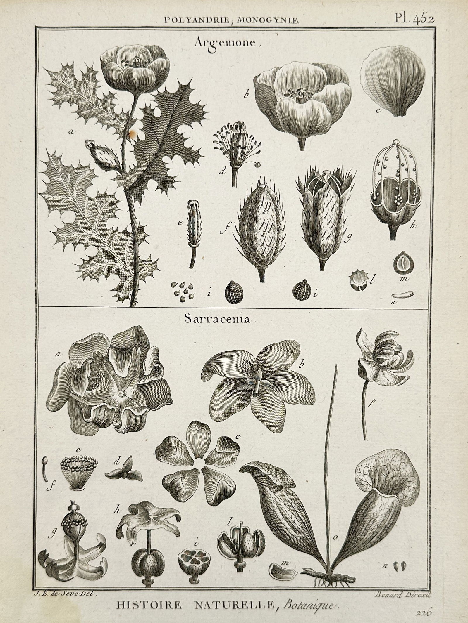 Jacques-Christophe de Sève (1735–1795) – Botanical Study of Argemone and Sarracenia: "Argemone. Sarracenia." This eighteenth-century engraving provides a comparative scientific study of two distinct plant genera. The upper register illustrates the argemone, or prickly poppy, highlight
