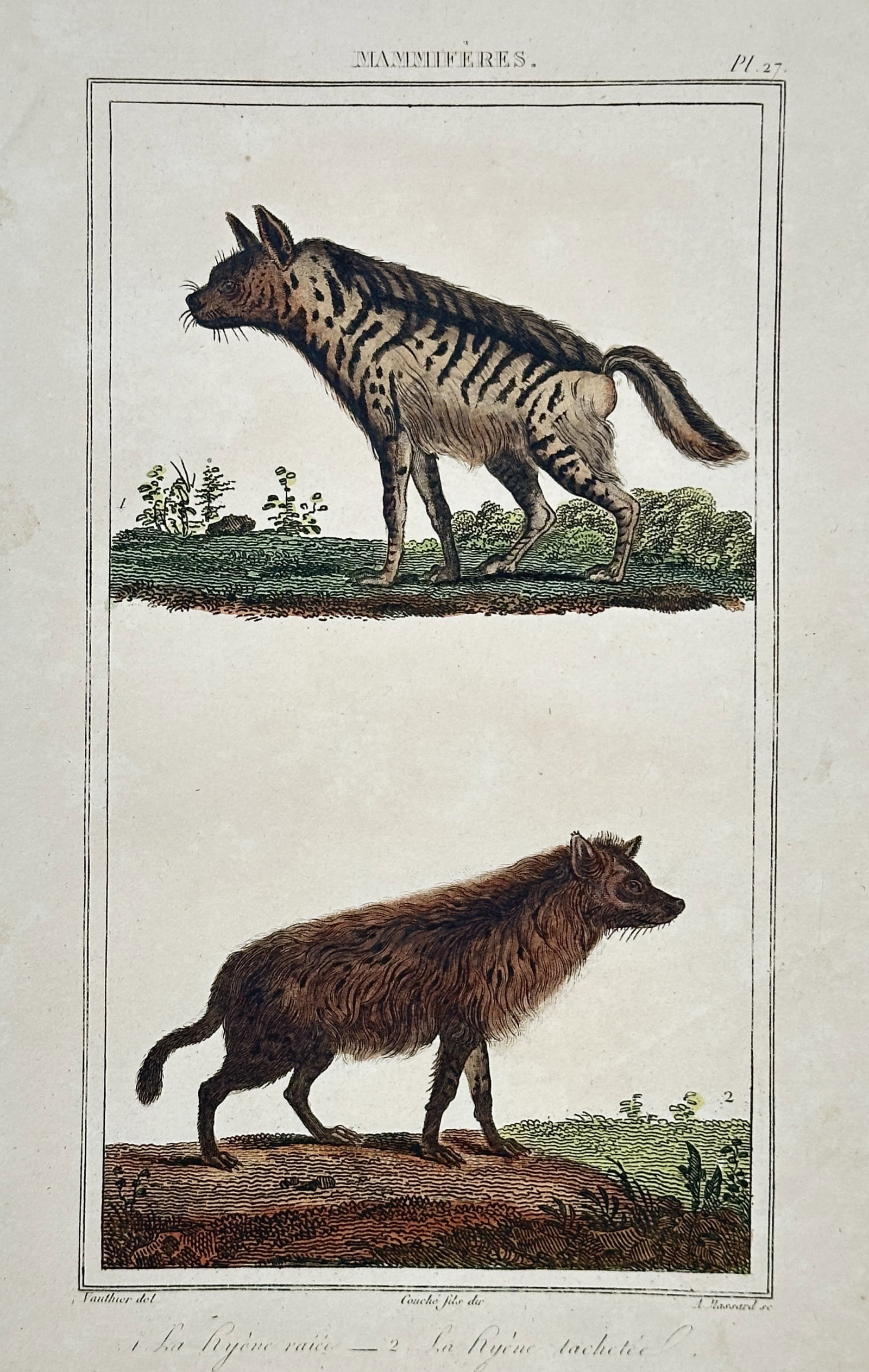 Antoine Charles Vauthier (1790–after 1831) – Study of Striped and Spotted Hyenas: "La Hyène rayée. La Hyène tachetée." This nineteenth-century hand-coloured engraving provides a comparative zoological study of two hyena species. The upper register depicts a striped hyena, chara