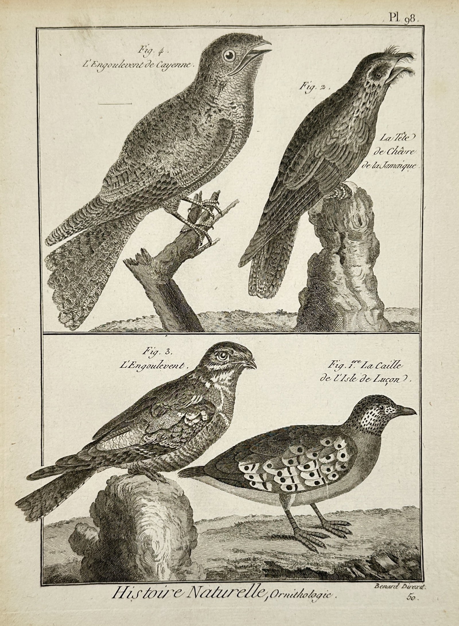 Robert Benard (1734–1777) – Natural History Study of Nightjars and Quail – Engraving (1788): "Histoire Naturelle, Ornithologie" This work provides a visual study of four bird species, featuring the Cayenne Nightjar, the Jamaica Nightjar, a Common Nightjar, and a Quail from the Island of Luzon