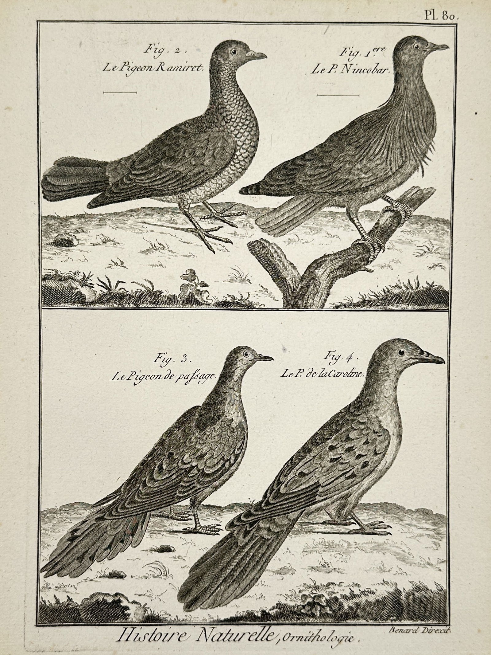Robert Benard (1734–1777) – Natural History Study of Pigeons and Doves – Engraving (1788): "Histoire Naturelle, Ornithologie" This work provides a visual study of four distinct columbid species, featuring the Wood Pigeon (Le Pigeon Ramiret), the Nicobar Pigeon (Le P. Nicobar), the Passenger