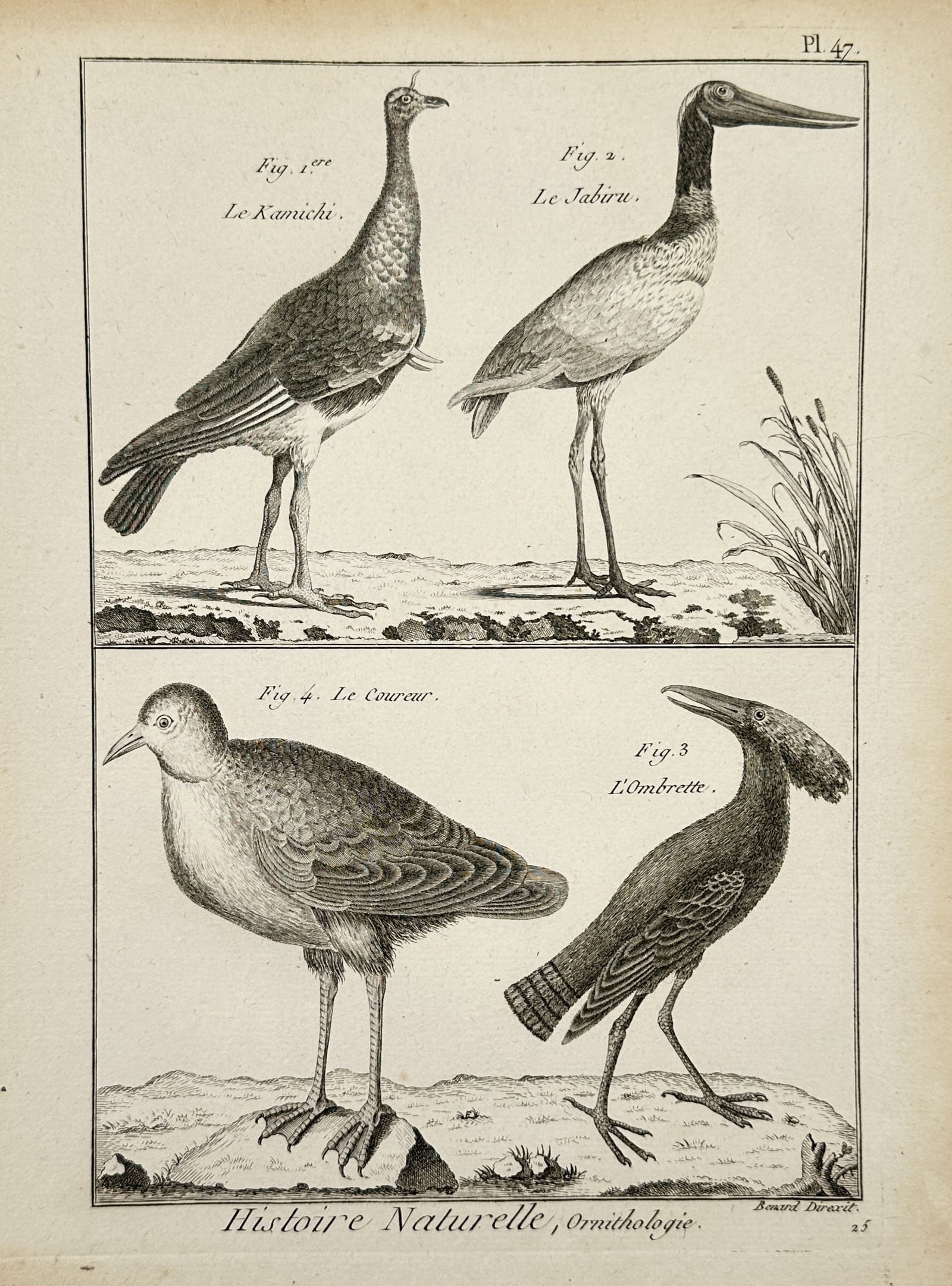 Robert Benard (1734–1777) – Natural History Study of Large Wading Birds – Engraving (1788): "Histoire Naturelle, Ornithologie" This work provides a visual study of four distinct large bird species, featuring the Horned Screamer (Le Kamichi), the Jabiru Stork (Le Jabiru), the Hamerkop (L'Ombr