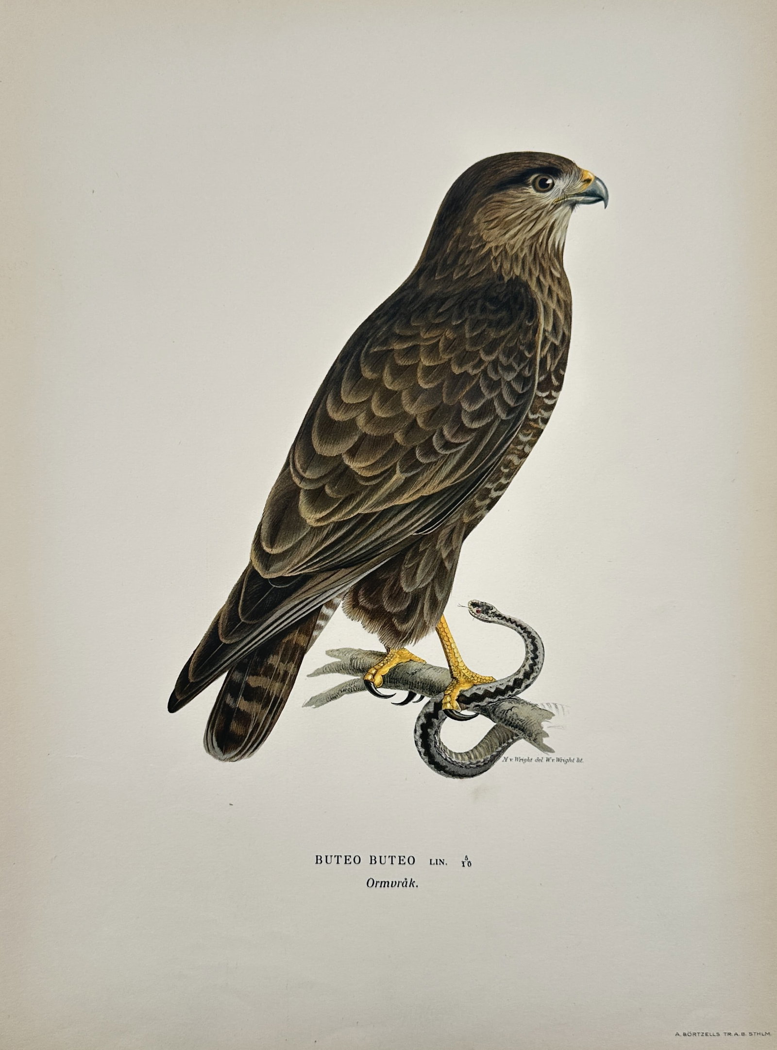 Magnus von Wright (1805–1867) – Common Buzzard Study – Sweden – Lithograph (1920s): "Buteo Buteo" This work provides a visual study of the Common Buzzard, featuring a prominent depiction of the bird of prey perched on a branch with its talons securing a snake. The lithograph was publ