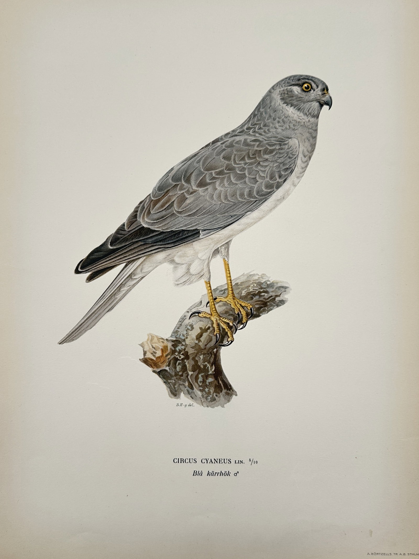 Magnus von Wright (1805–1867) – Hen Harrier Study – Sweden – Lithograph (1920s): "Circus Cyaneus" This work provides a visual study of a male Hen Harrier, featuring a detailed depiction of the raptor perched on a weathered stump. The lithograph was published in Stockholm as part o