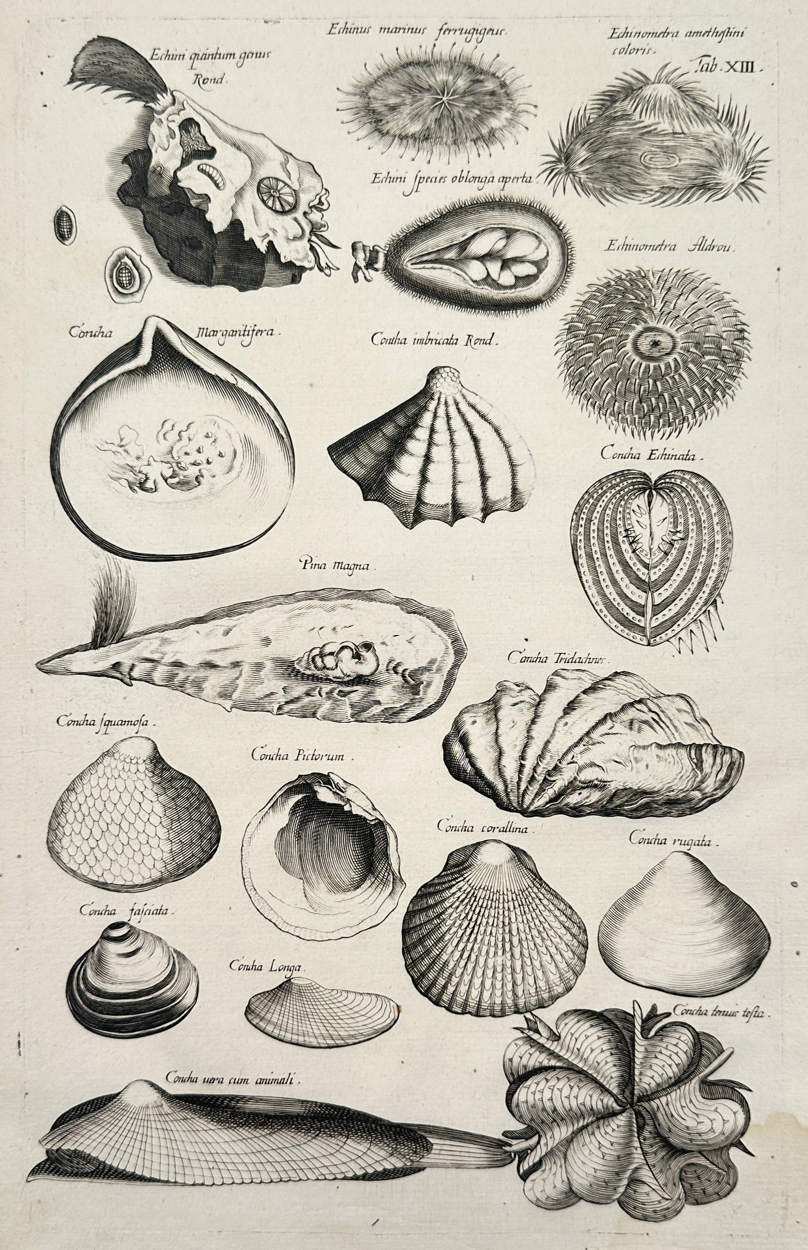 Johann Jonston – Natural History Study of Shells and Echinoderms – Germany – Engraving (1650): "Concha Margaritifera" This work provides a visual study of various marine invertebrates, featuring a diverse array of shells such as the pearl oyster and giant clam alongside sea urchins and other ec