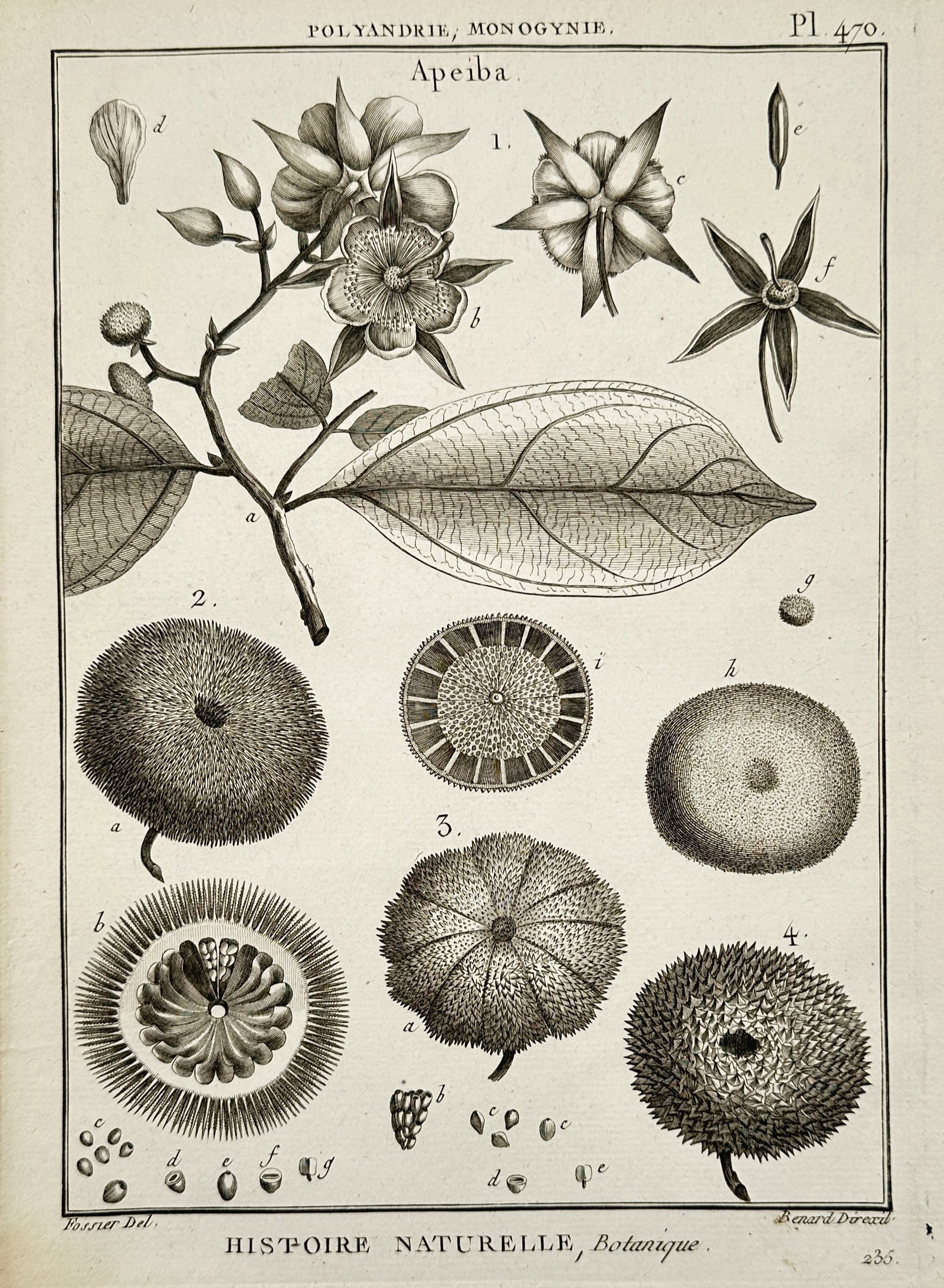 Robert Bénard – Botanical Study of Apeiba – Engraving (1791): "Apeiba" This engraving presents a detailed anatomical study of the Apeiba genus, illustrating its flowering branches, unique bristly fruit, and cross-sections of the seed structures. It was published