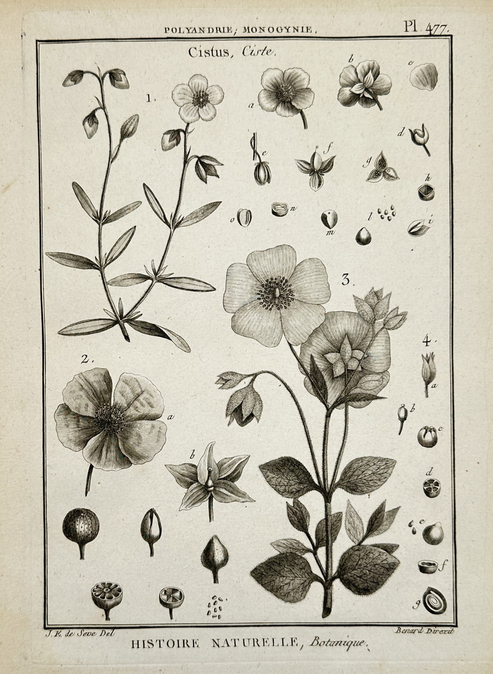 Robert Bénard – Botanical Study of Cistus – Engraving (1791): "Cistus, Ciste" This engraving presents a comprehensive study of the rockrose genus, displaying several species with their specific leaf arrangements, delicate blossoms, and complex seed pods. It was