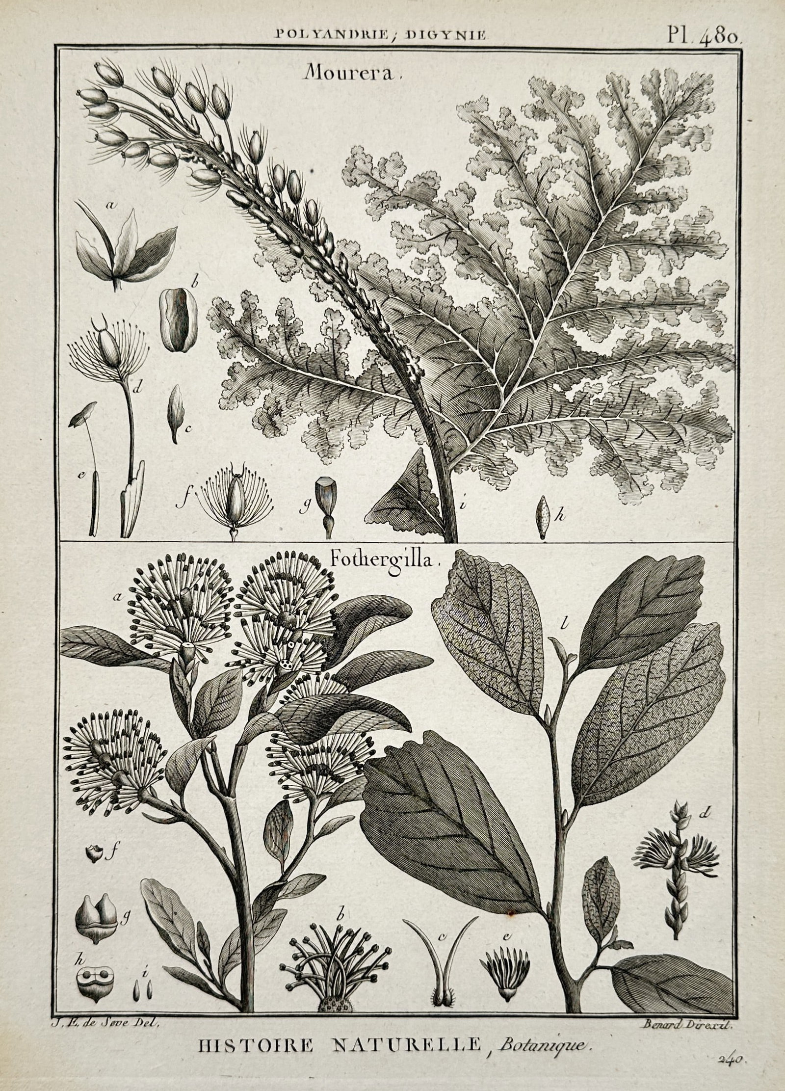 Robert Bénard – Botanical Study of Mourera and Fothergilla – Engraving (1791): "Mourera. Fothergilla." This engraving features a dual botanical study, with the upper section detailing the complex foliage and flowering spike of Mourera and the lower section depicting the brush-li