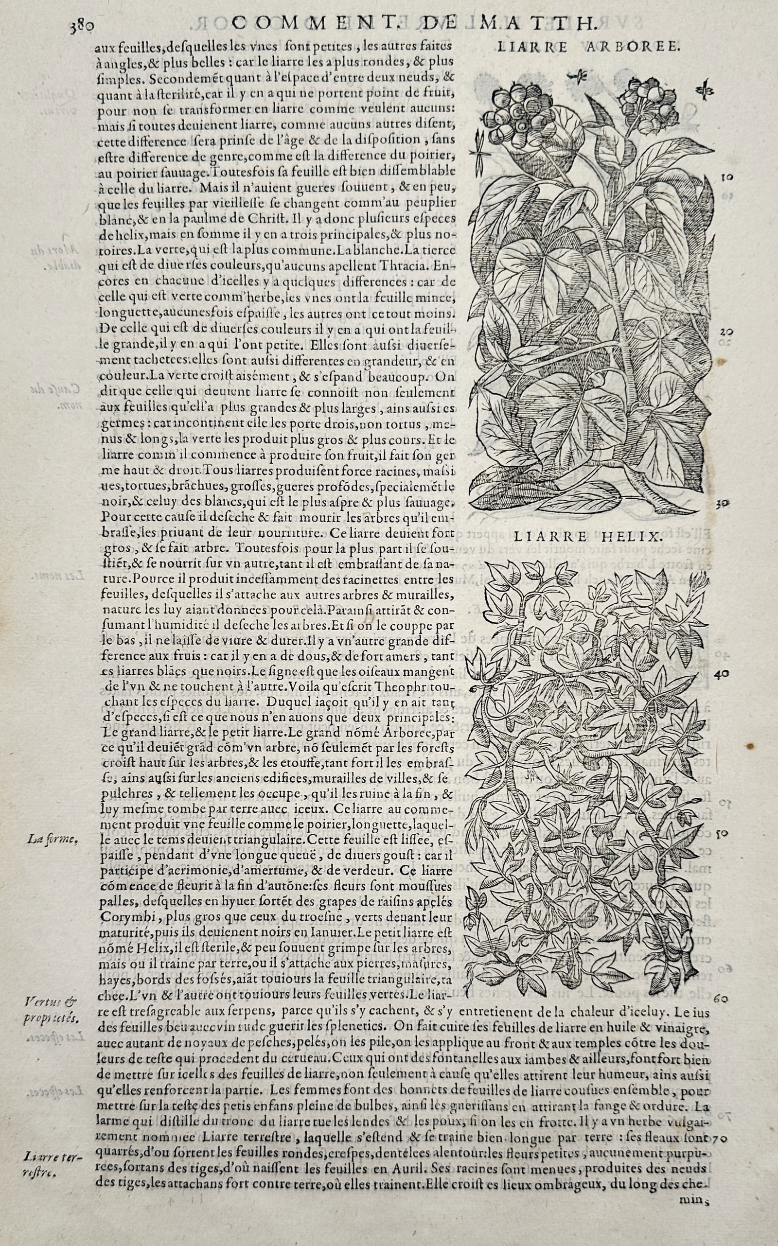 Pietro Andrea Mattioli (1501-1577) – Lierre Arboree and Lierre Helix – Woodcut (1572): "Lierre Arboree. Lierre Helix." This page features two woodcut illustrations of ivy, specifically the tree ivy and the common climbing ivy, accompanied by dense French text describing their growth pat