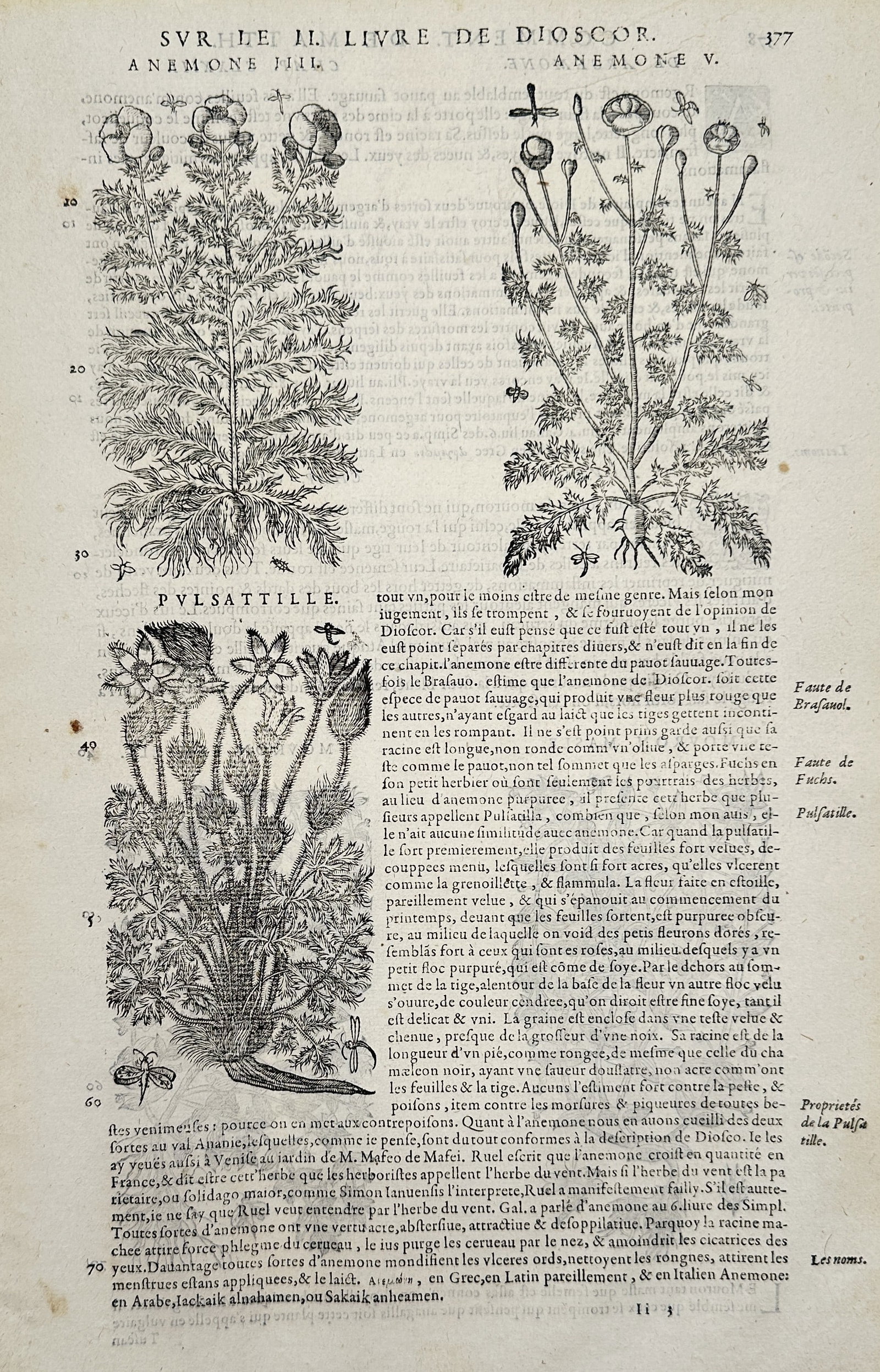 Pietro Andrea Mattioli (1501-1577) – Anemone and Pulsatille – Woodcut (1572): "Anemone. Pulsatille." This page presents woodcut illustrations of anemones and the pasqueflower, accompanied by various insects and extensive French text discussing their botanical classification and