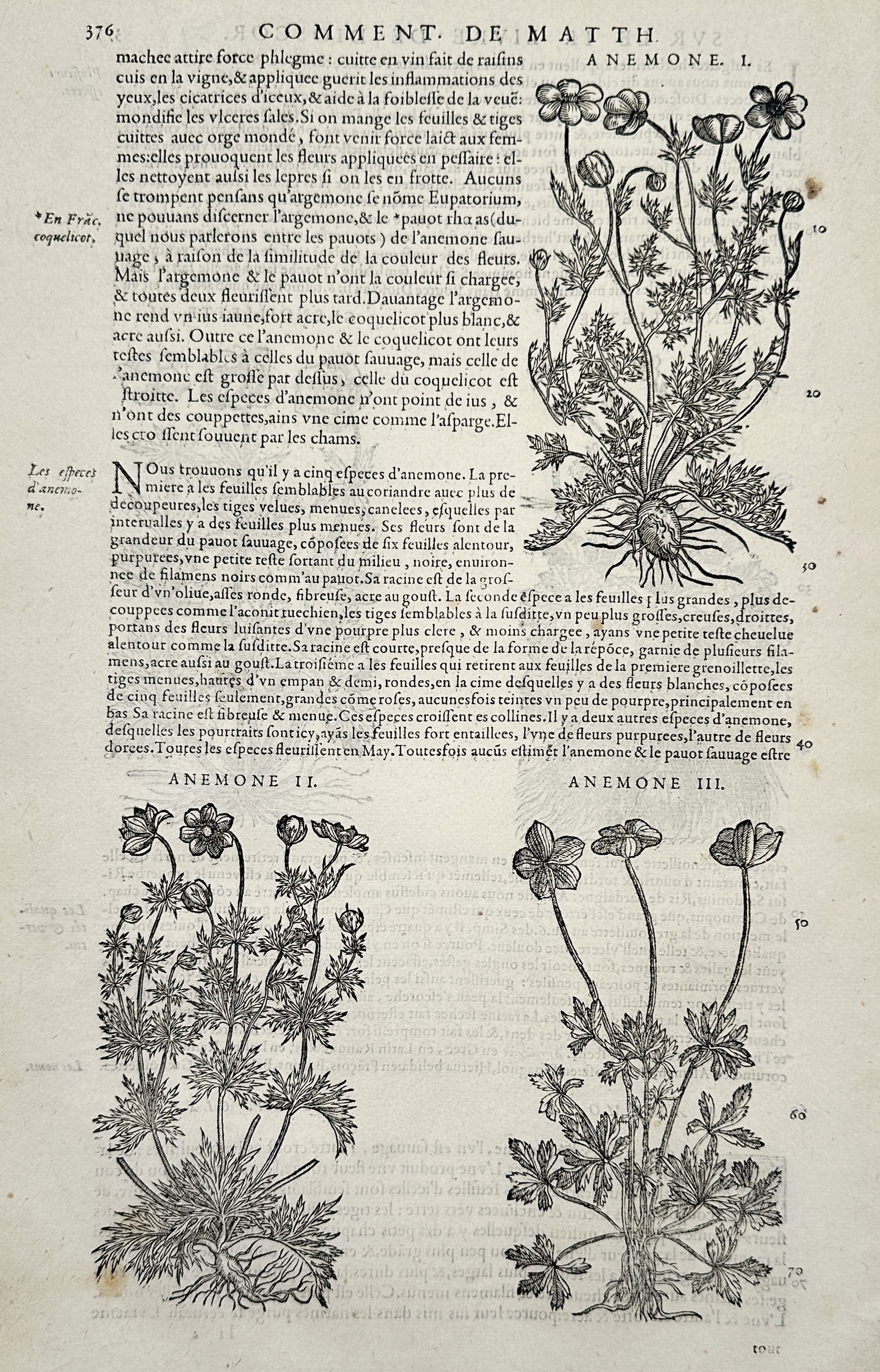 Pietro Andrea Mattioli (1501-1577) – Anemone I, II, and III – Woodcut (1572): "Anemone I. Anemone II. Anemone III." This page features three distinct woodcut illustrations showing different varieties of anemones, characterized by their varying leaf shapes and flower structures.
