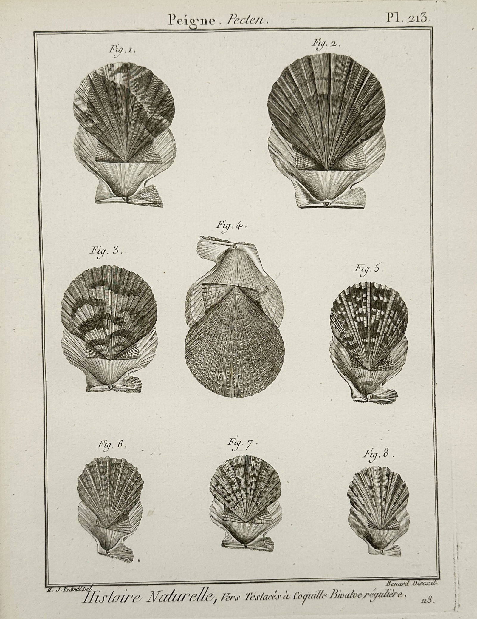Robert Benard – Natural History Study of Pecten Shells – Engraving (1791) (1 of 2)