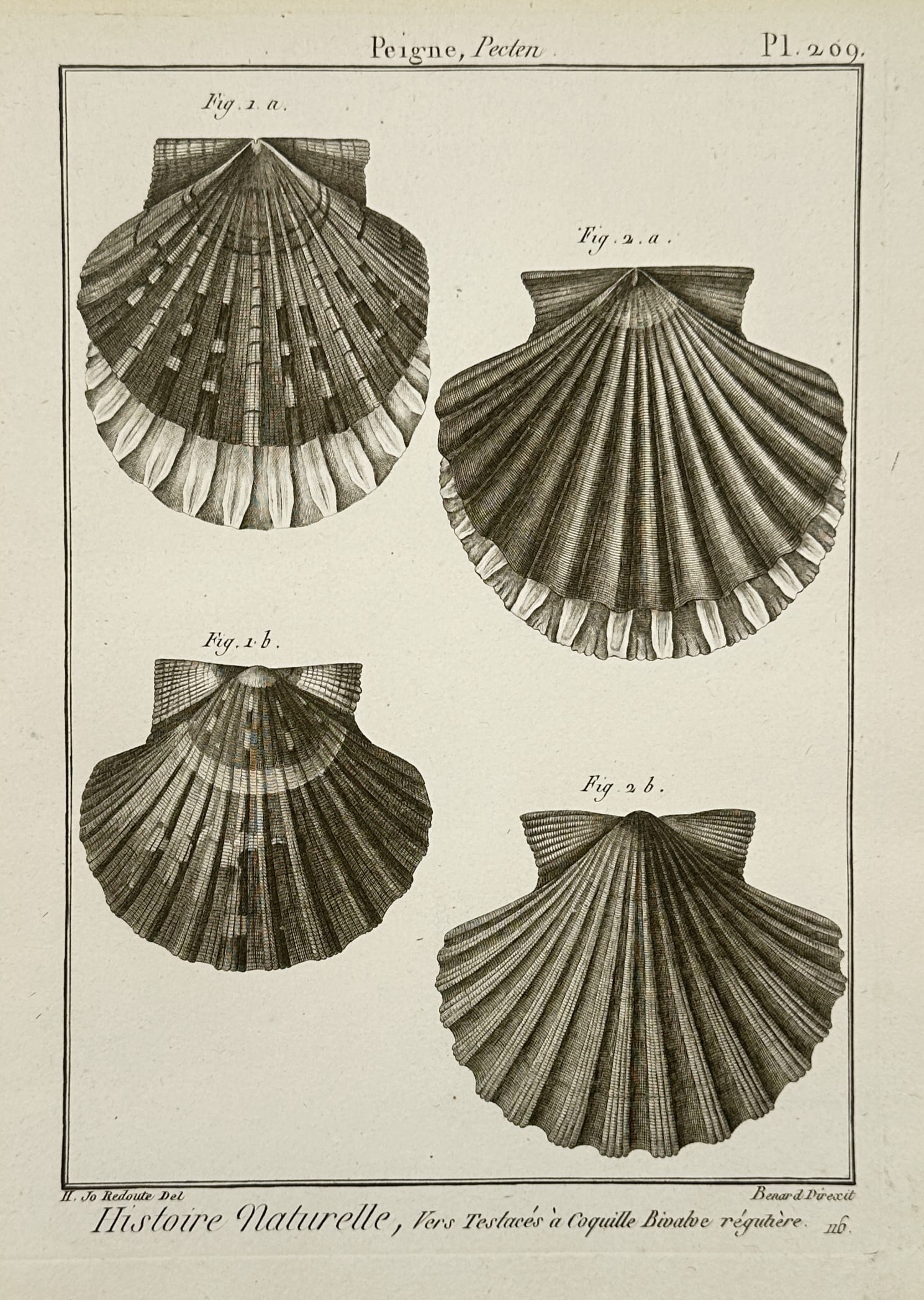 Robert Benard – Natural History Study of Pecten Shell Specimens – Engraving (1791): "Peigne. Pecten." This engraving illustrates four detailed views of scallop shells, highlighting the distinct radial ribs and ear structures characteristic of the Pecten genus. It was published in the