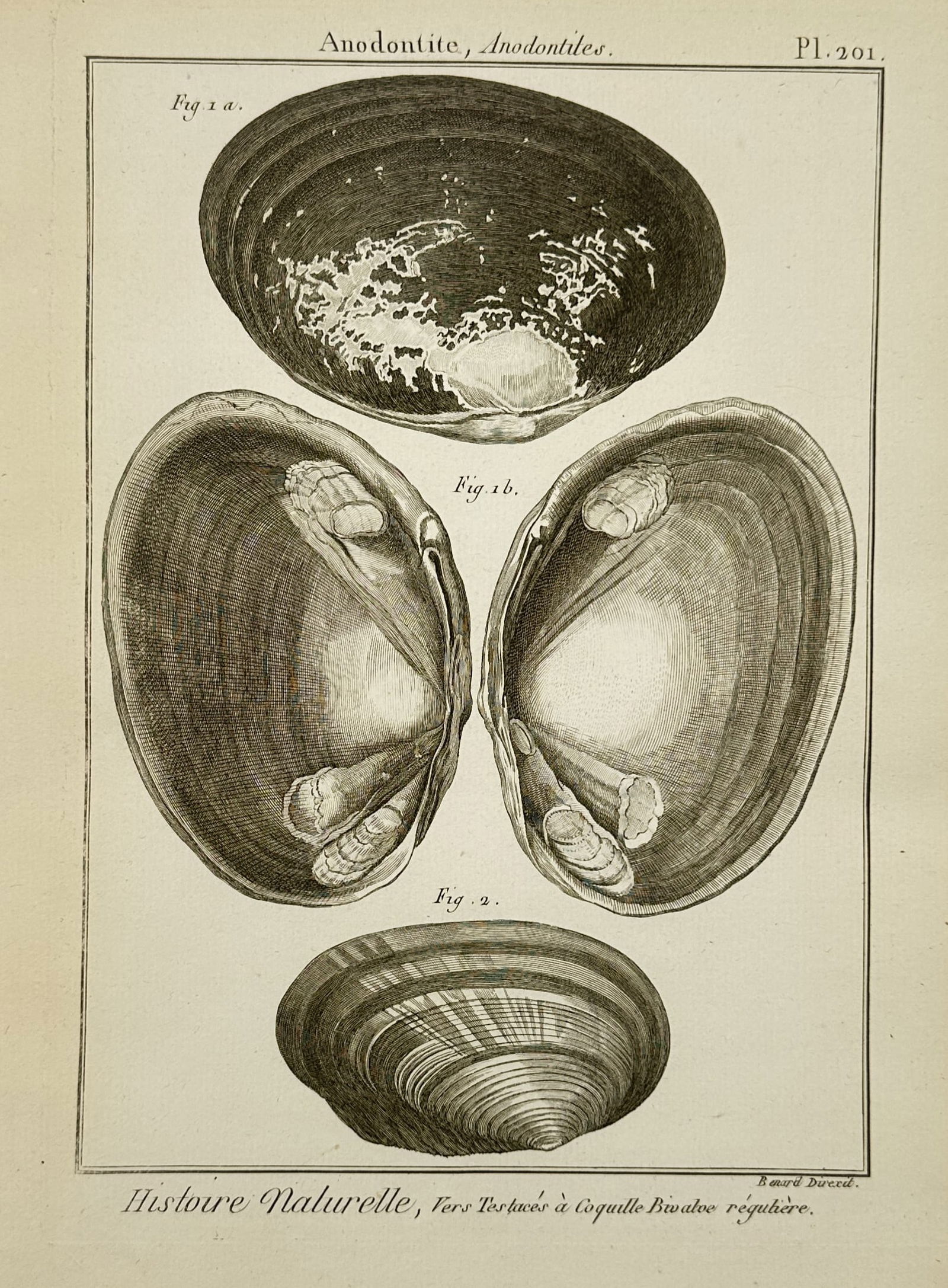 Robert Benard – Natural History Study of Anodontites Shells – Engraving (1791): "Anodontite, Anodontites." This engraving illustrates several views of freshwater mussel shells, showcasing the smooth interior and concentric growth lines of the outer valves. It was published in the