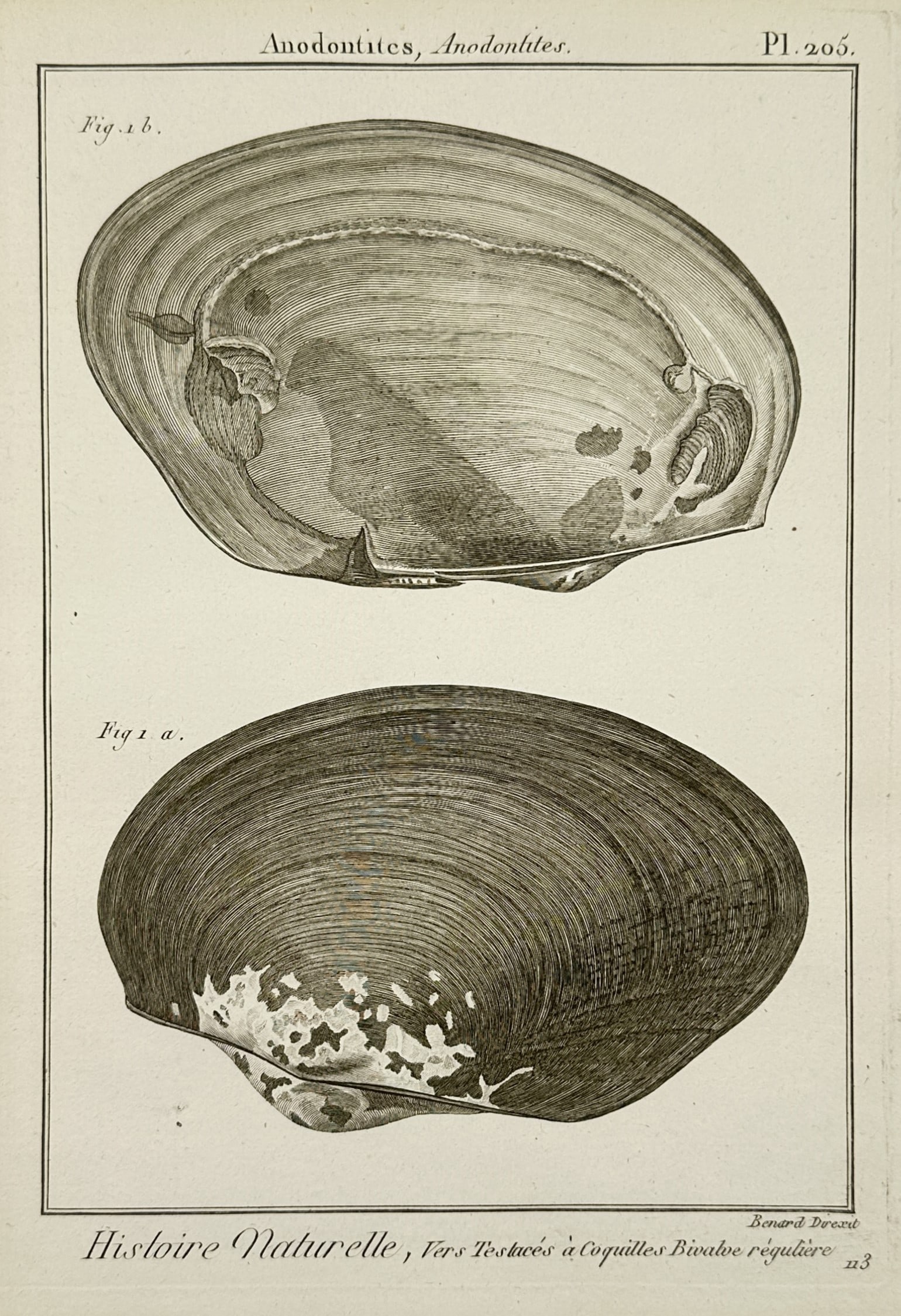 Robert Benard – Natural History Study of Anodontites Shells (Interior and Exterior) – Engraving: "Anodontite, Anodontites." This engraving illustrates a singular freshwater mussel specimen from two perspectives: Fig. 1.b. shows the smooth, pearly interior of the valve, while Fig. 1.a. displays th