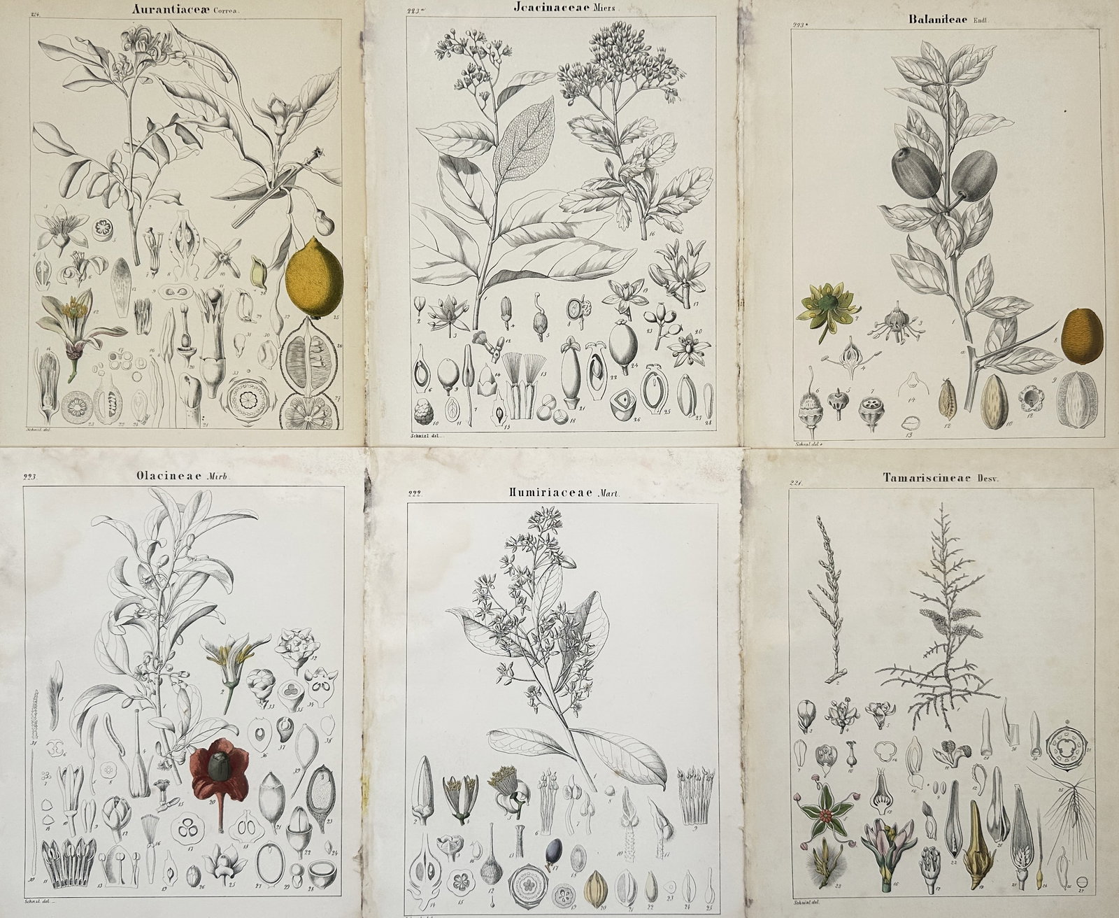 Adalbert Schnizlein (1814-1868) – Set of 6: Botanical Analyses of Global Flora: "Aurantiaceae. Juncinaceae. Balaniteae. Olacineae. Humiriaceae. Tamaricstineae." This set of six plates provides a high-level botanical analysis of various plant families, including the citrus family,