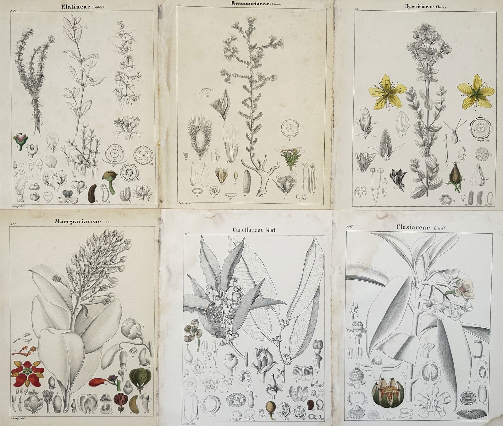 Adalbert Schnizlein (1814-1868) – Set of 6: Botanical Analyses of Global Flora: "Elatineae. Reaumuriaceae. Hypericineae. Marcgraviaceae. Canellaceae. Clusiaceae." This set of six plates presents a comprehensive botanical survey of diverse plant families, including St. John’s wo