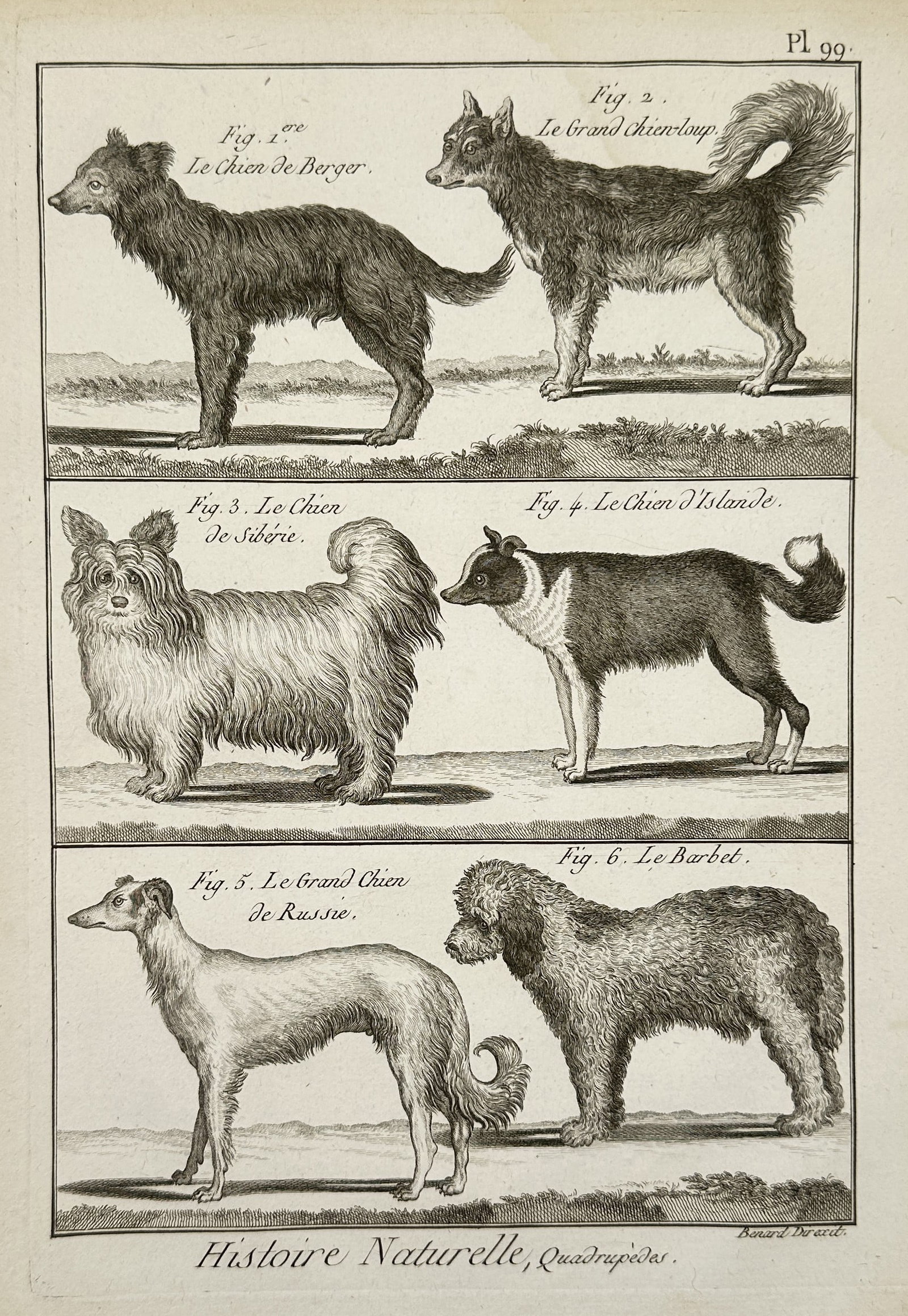 Robert Benard (1734–1777) – Natural History Study of Domestic Dog Breeds – Engraving (1791): "Le Chien de Berger. Le Grand Chien-Loup. Le Chien de Sibérie. Le Chien d'Islande. Le Grand Chien de Russie. Le Barbet." This engraving illustrates six distinct historical dog breeds, capturing the e