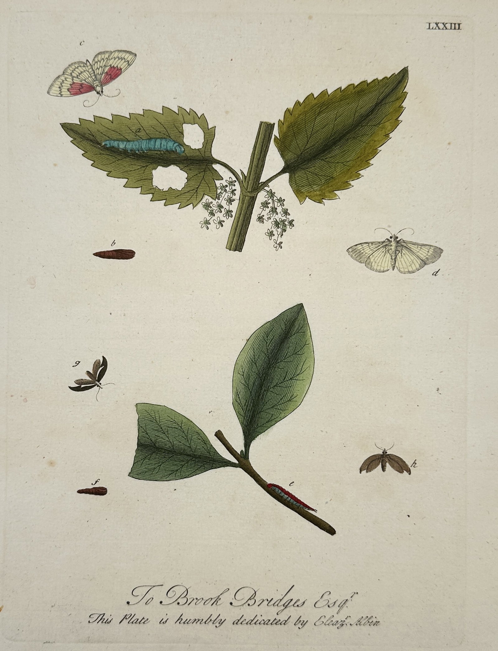 Eleazar Albin (fl. 1690–1742) – Life Cycles of Moths on Nettle and Willow – Hand-coloured: "To Brook Bridges Esqr. This Plate is humbly dedicated by Eleazr. Albin." This hand-coloured etching depicts the various stages of moth development, including the caterpillar, pupa, and adult forms, s