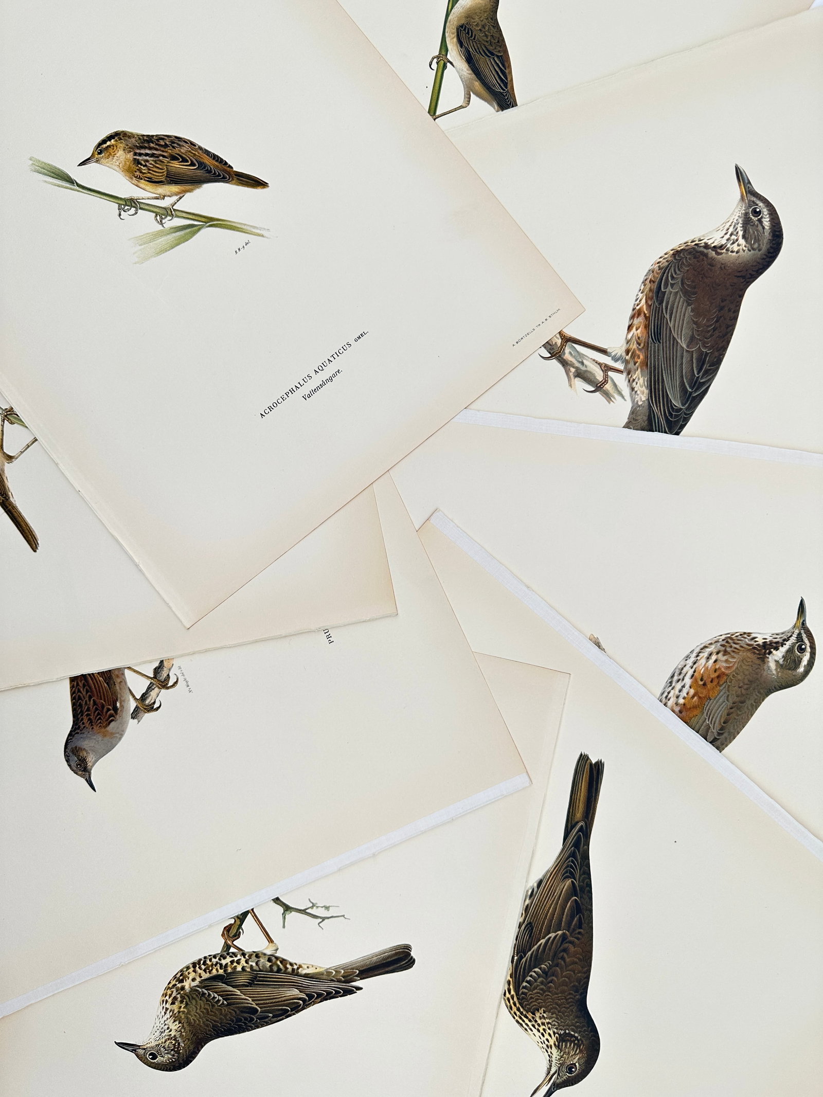 Magnus von Wright (1805–1867) – Set of 8: Studies of European Warblers and Thrushes: "Acrocephalus aquaticus. Turdus viscivorus. Turdus pilaris. Prunella modularis." This set of eight lithographs documents various species of European songbirds, specifically focusing on warblers, thrus