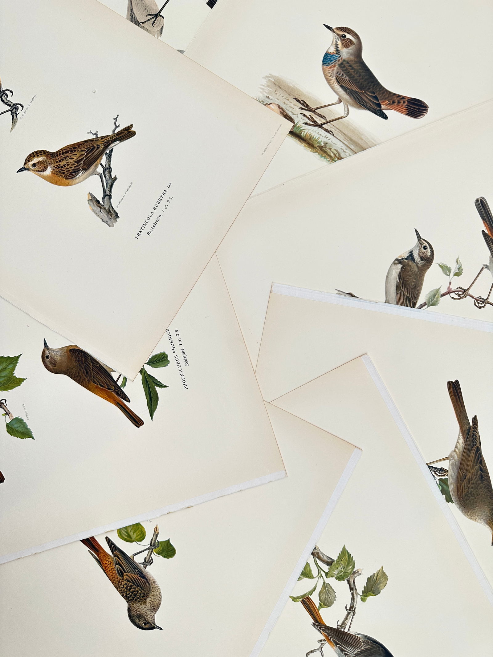 Magnus von Wright (1805–1867) – Set of 8: Studies of European Flycatchers and Chats –: "Pratincola rubetra. Phoenicurus phoenicurus. Luscinia svecica. Muscicapa." This set of eight lithographs documents several species of Nordic songbirds, featuring the whinchat, common redstart, blueth