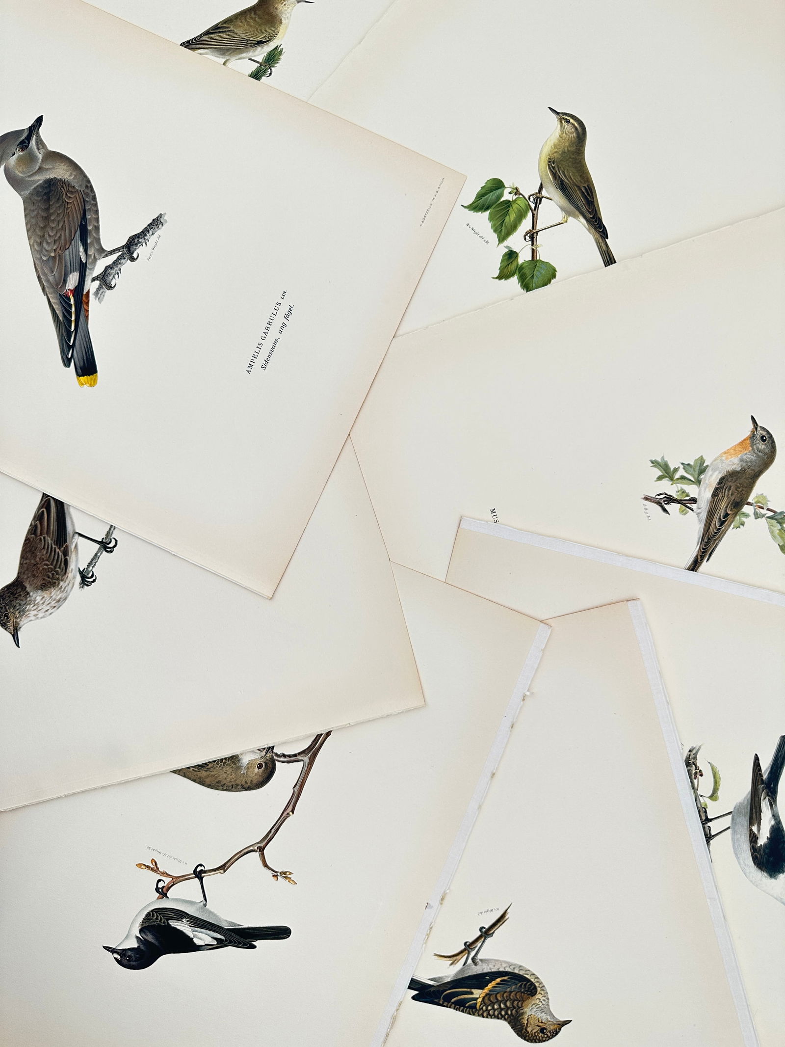 Magnus von Wright (1805–1867) – Set of 8: Studies of European Waxwings, Flycatchers, and: "Ampelis garrulus. Muscicapa atricapilla. Sylvia. Bombycilla garrulus." This set of eight lithographs documents several species of Nordic songbirds, including the Bohemian waxwing, pied flycatcher, an