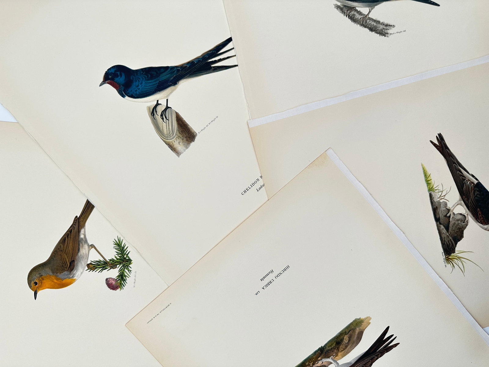 Magnus von Wright (1805–1867) – Set of 6: Studies of European Swallows, Martins, and Robins: "Hirundo rustica. Hirundo urbica. Erithacus rubecula. Chelidon urbica." This set of six lithographs documents several species of European songbirds, featuring the barn swallow, house martin, and Europ