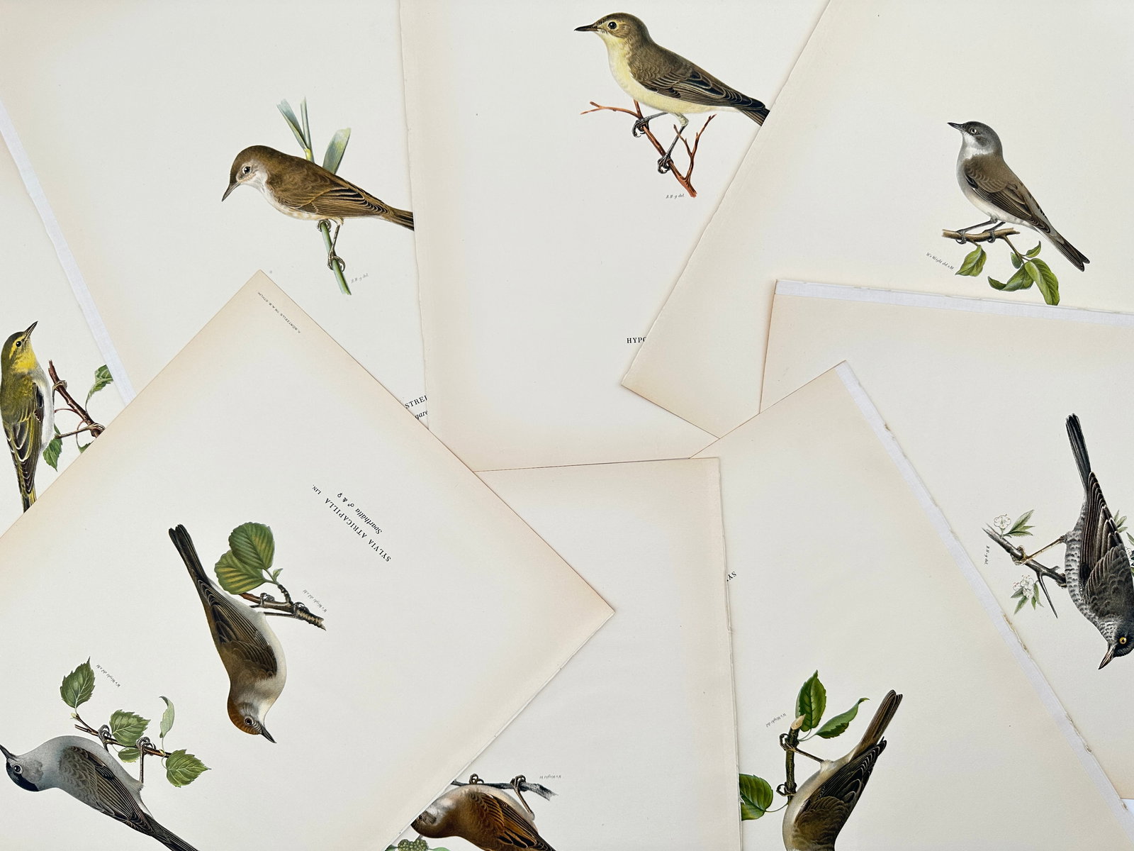 Magnus von Wright (1805–1867) – Set of 8: Studies of European Warblers – Lithograph (1920s): "Sylvia atricapilla. Sylvia curruca. Hypolais. Sylvia nisoria." This set of eight lithographs documents several species of European warblers, featuring the blackcap, lesser whitethroat, barred warbler
