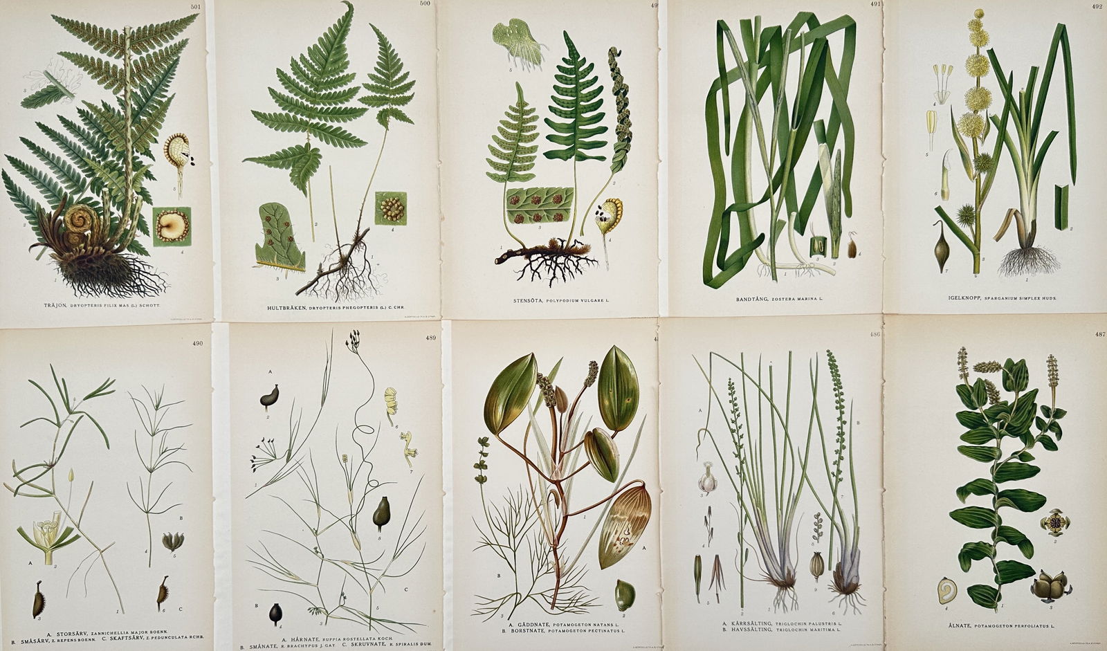 Carl Lindman (1856–1928) – Set of 10: Studies of Nordic Ferns and Aquatic Plants: "Bilder ur Nordens Flora." This set of ten chromolithographs illustrates a variety of ferns, sedges, and aquatic plants native to the Nordic region, including detailed depictions of the male fern, com