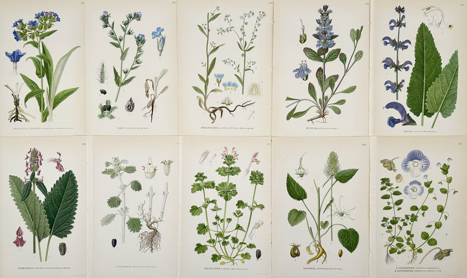 Carl Lindman (1856–1928) – Set of 10: Studies of Nordic Lamiaceae and Boraginaceae Species: "Bilder ur Nordens Flora." This set of ten chromolithographs features various flowering plants native to the Nordic region, focusing on members of the mint (Lamiaceae) and borage (Boraginaceae) famili