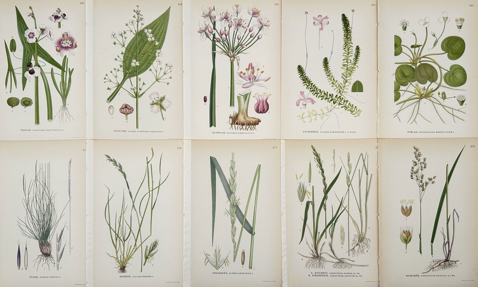 Carl Lindman (1856–1928) – Set of 10: Studies of Nordic Marsh and Grassland Species: "Bilder ur Nordens Flora." This set of ten chromolithographs illustrates various botanical species found in Nordic wetlands and grasslands, including arrowhead, flowering rush, and several types of gr