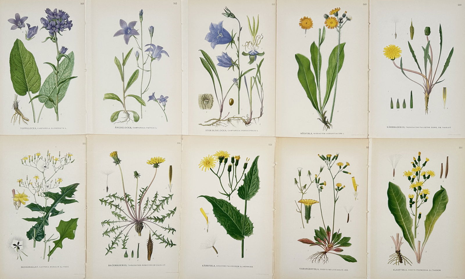 Carl Lindman (1856–1928) – Set of 10: Studies of Nordic Asteraceae and Campanulaceae Species: "Bilder ur Nordens Flora." This set of ten chromolithographs illustrates various flowering plants native to the Nordic region, focusing on members of the daisy (Asteraceae) and bellflower (Campanulace