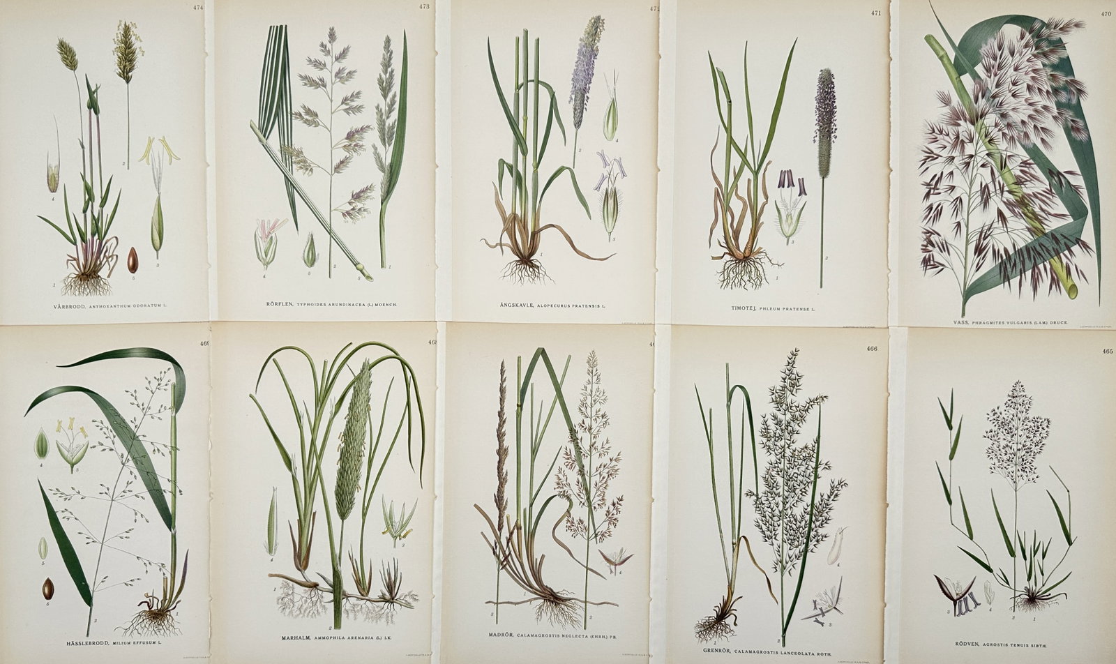 Carl Lindman (1856–1928) – Set of 10: Studies of Nordic Poaceae Species – Chromolithograph: "Bilder ur Nordens Flora." This set of ten chromolithographs illustrates a variety of grasses native to the Nordic region, including species such as common reed, timothy-grass, and meadow foxtail. Eac
